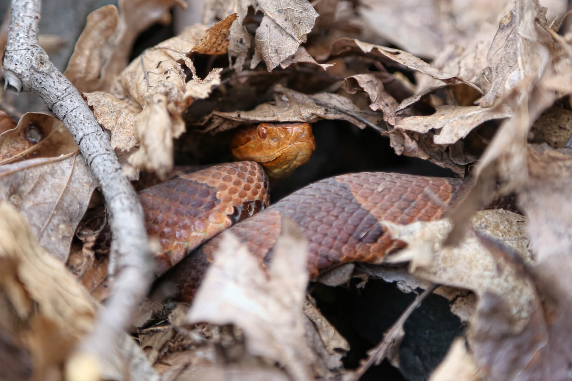 Copperhead
