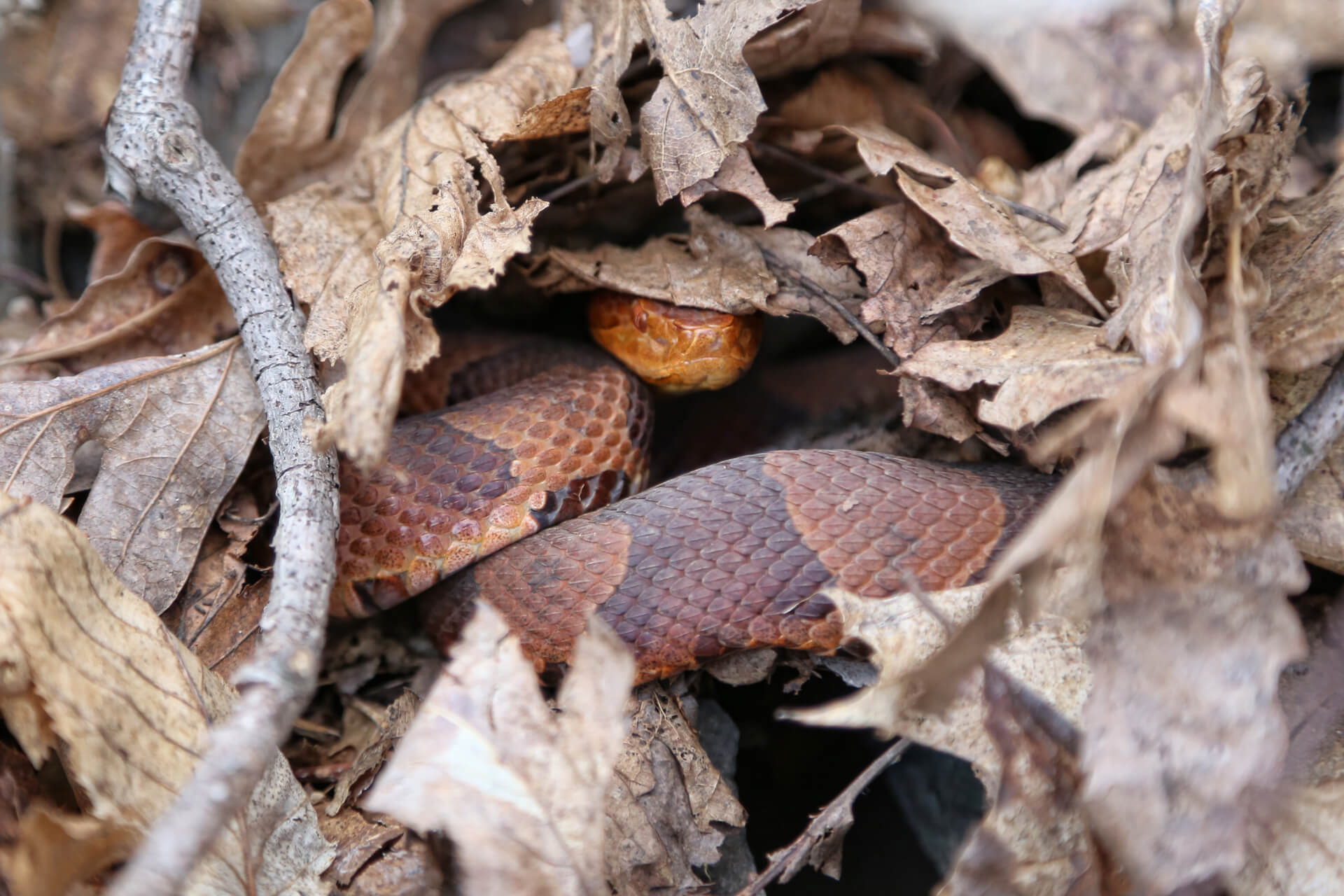 Copperhead