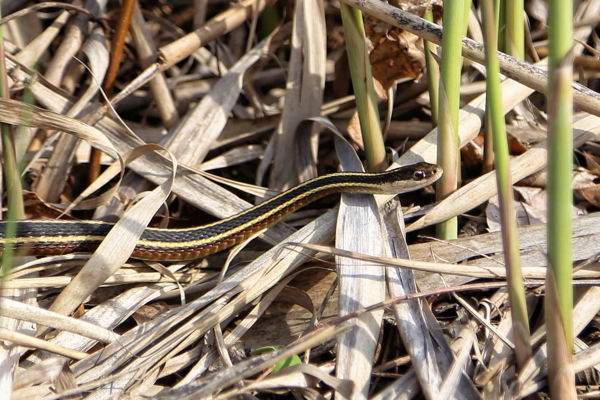 Ribbon snake