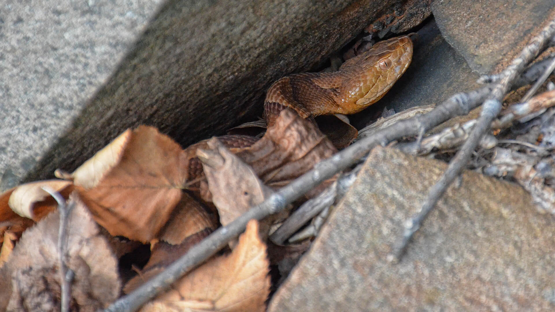 Copperhead