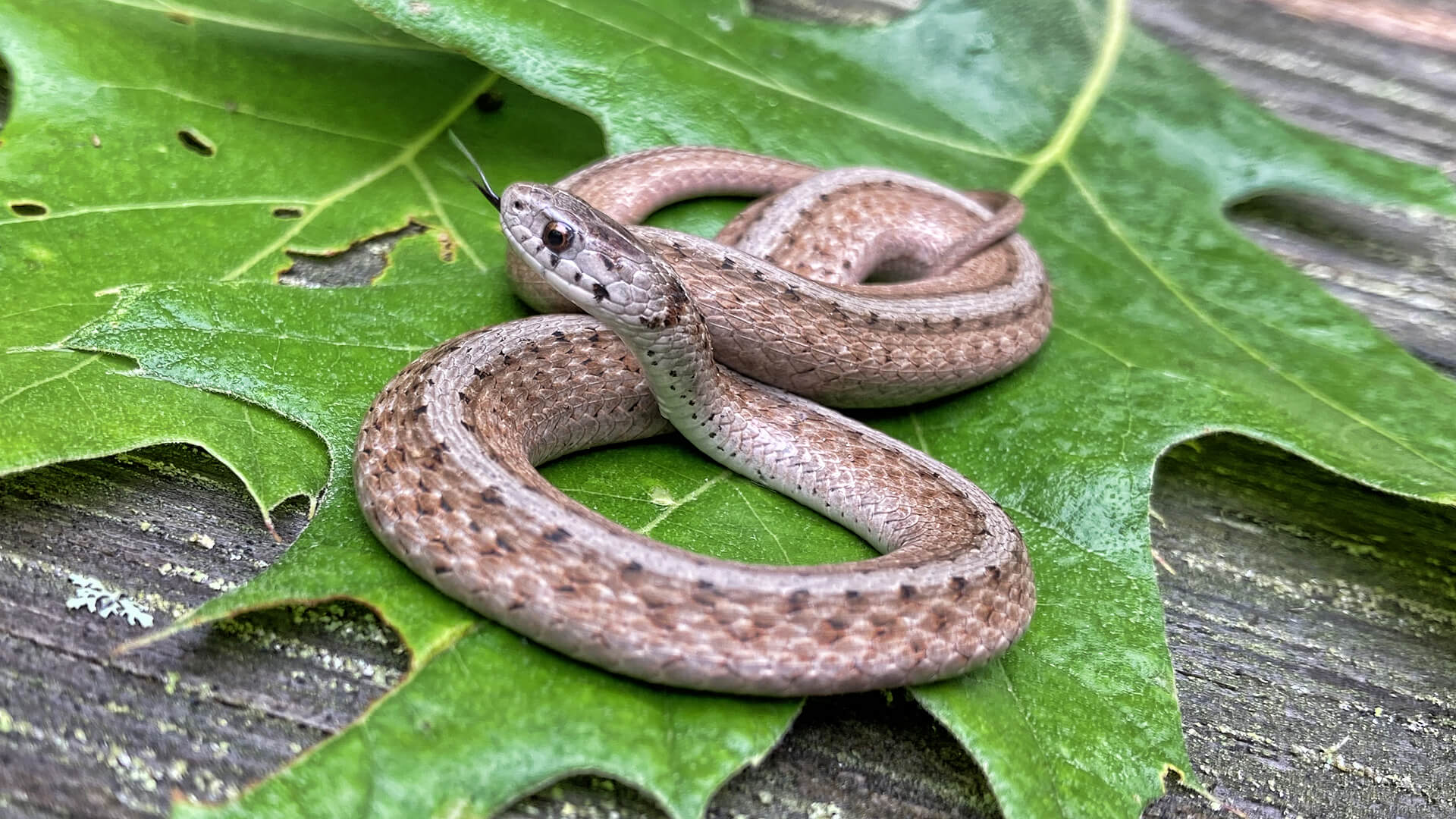 Northern Brown Snake