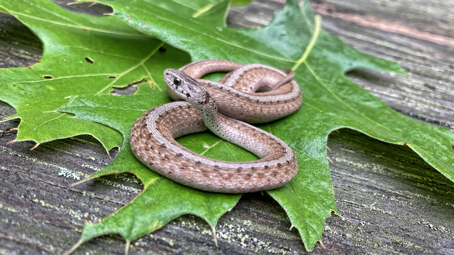 Northern Brown Snake