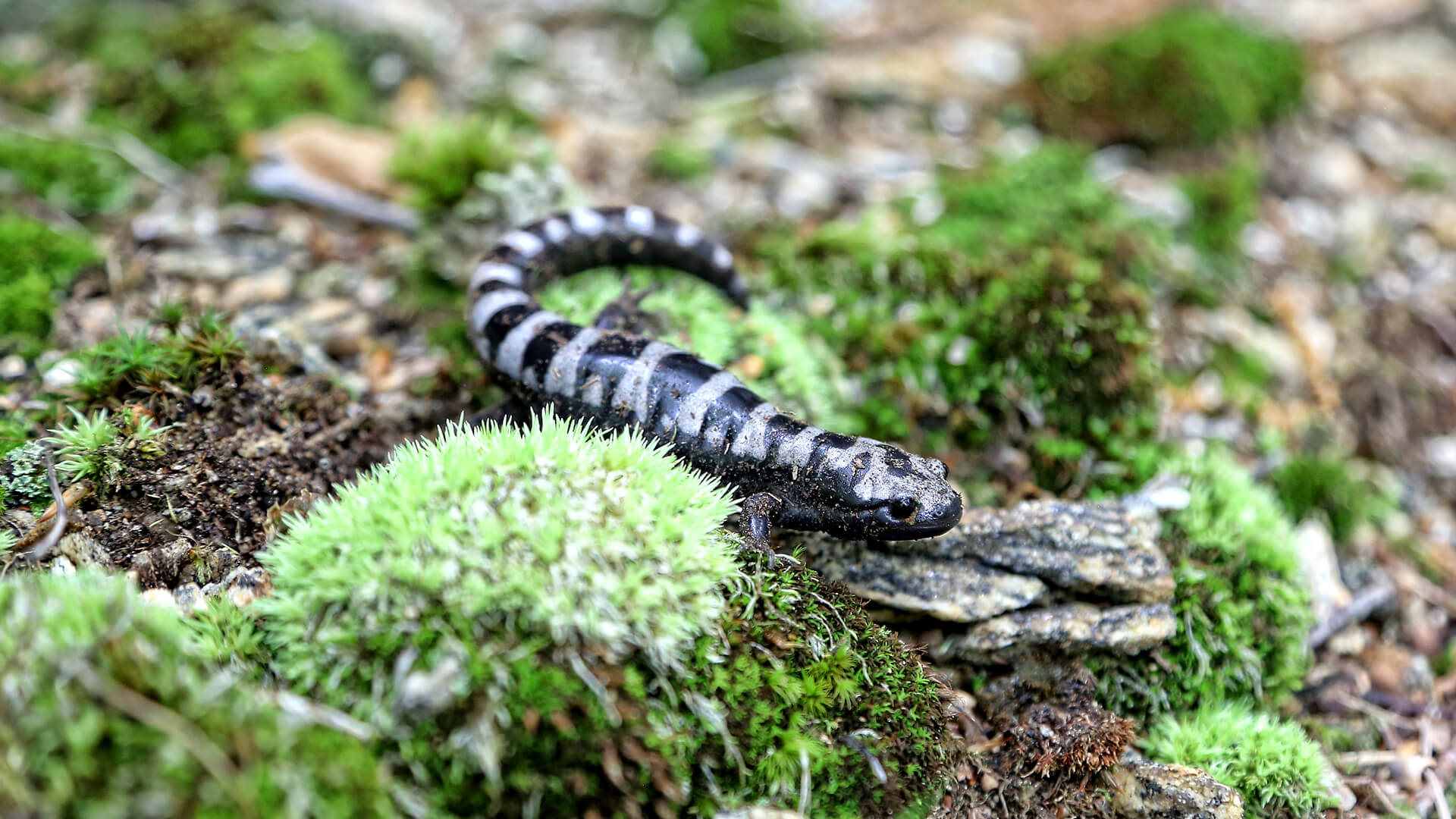 Marbled Salamander