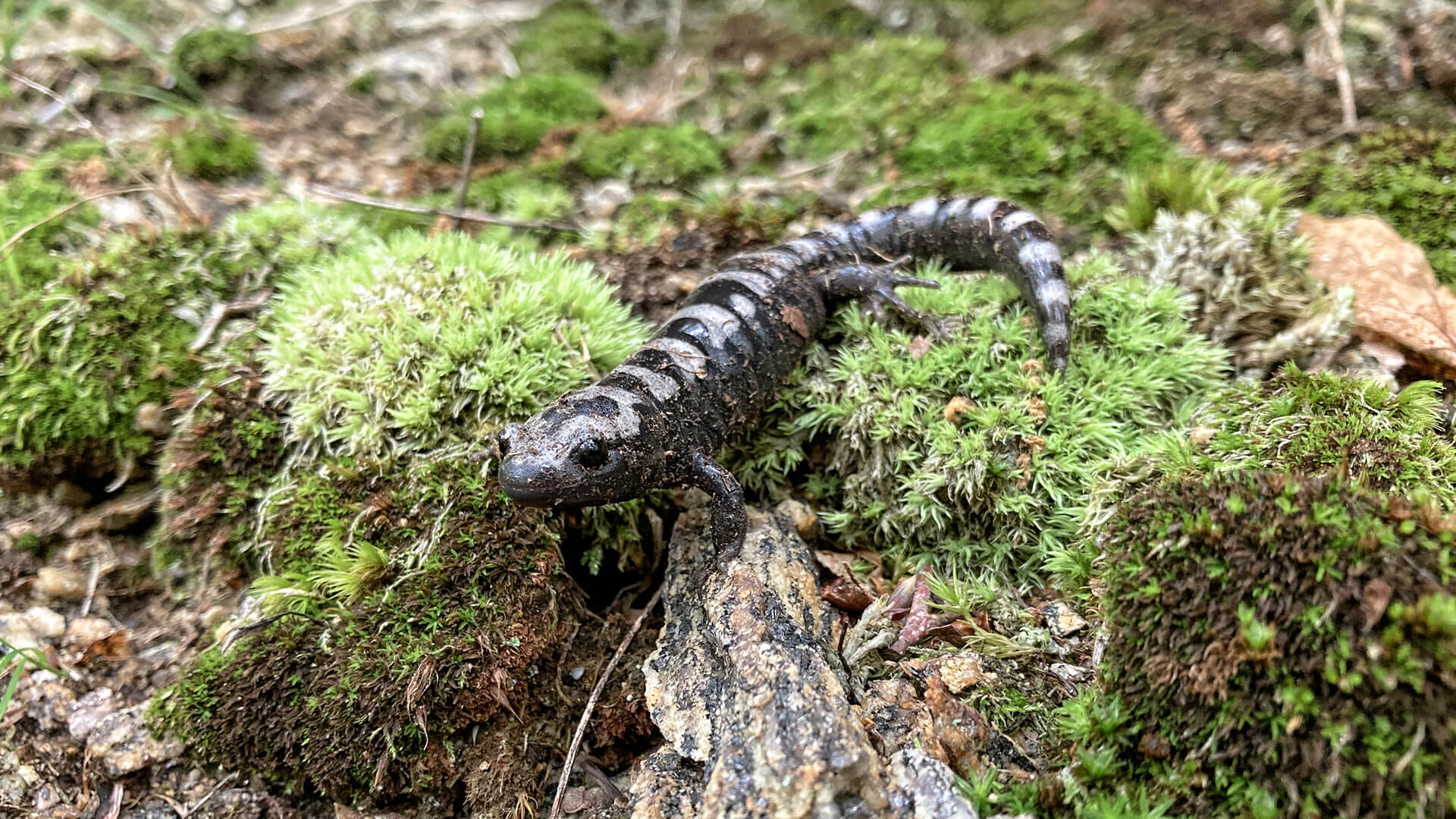 Marbled Salamander