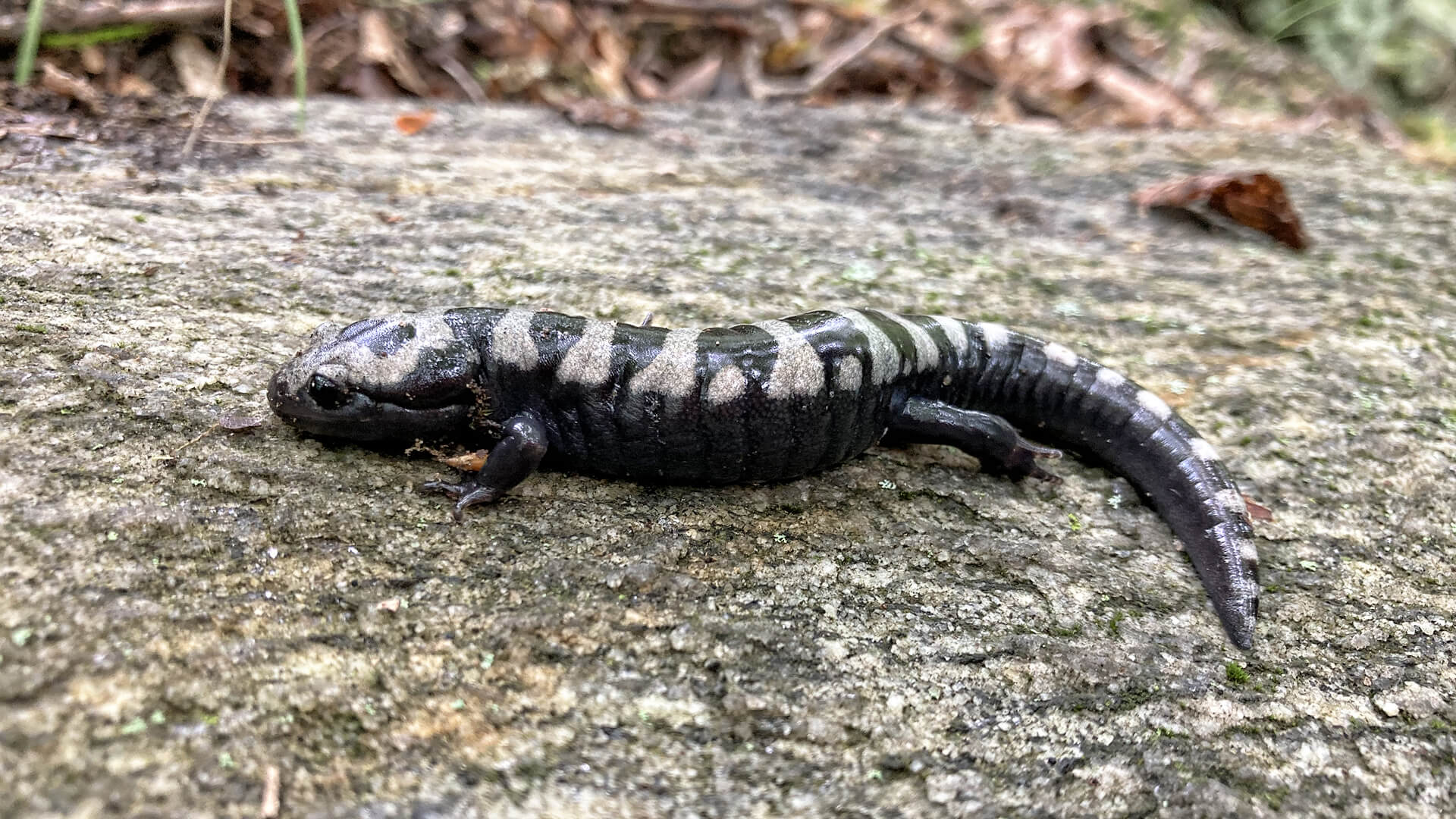 Marbled Salamander