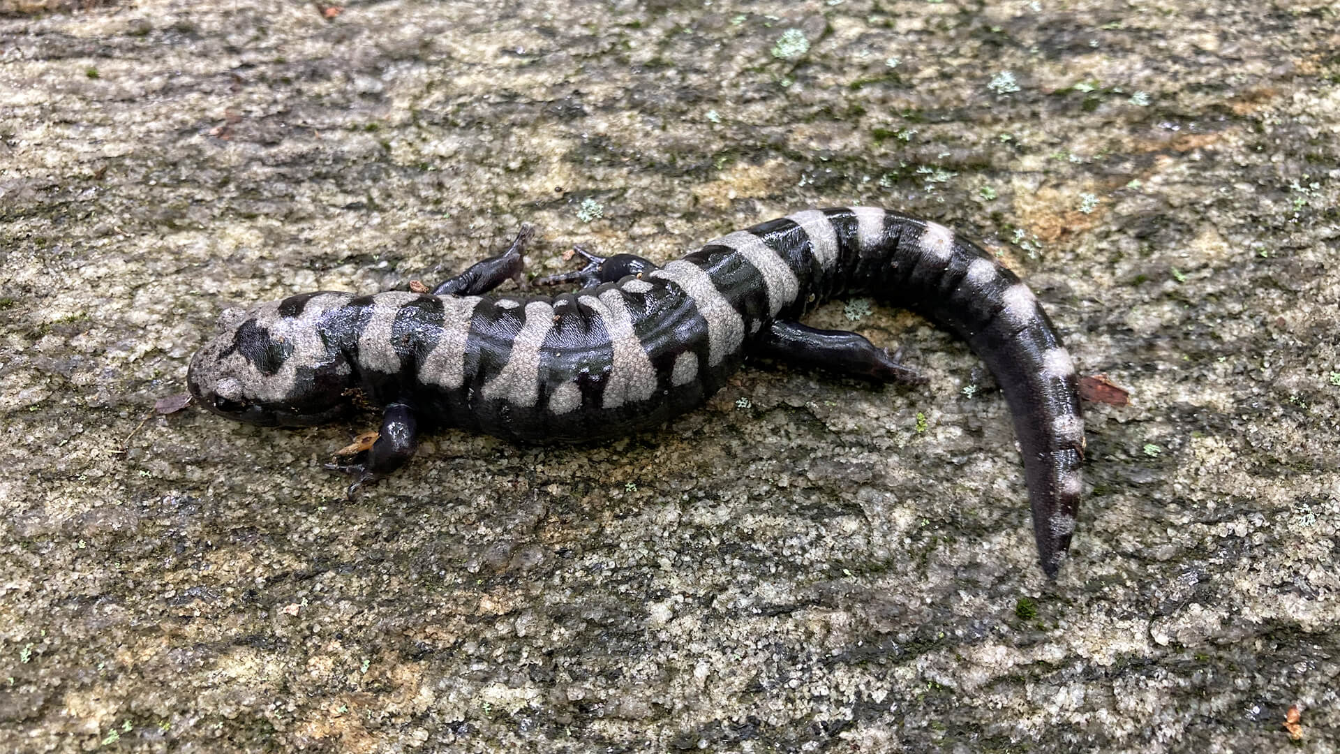 Marbled Salamander
