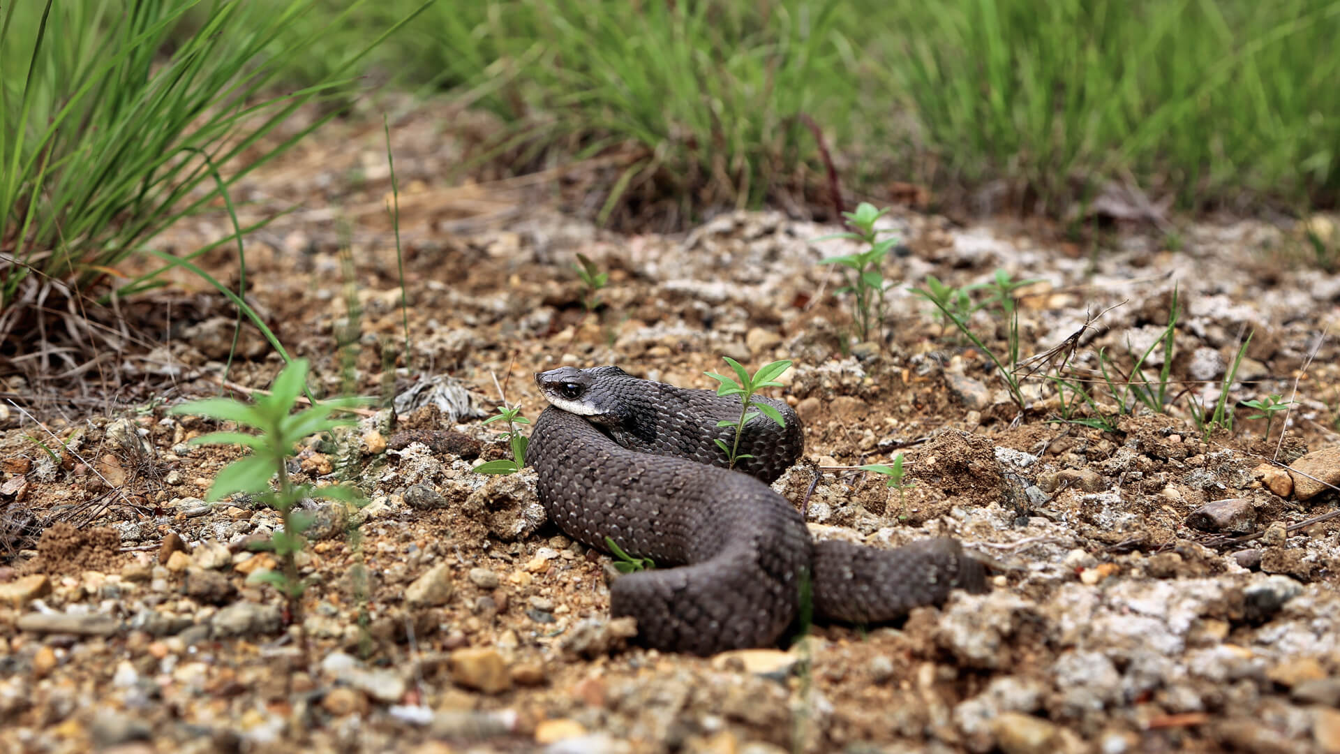 Hognose Snake