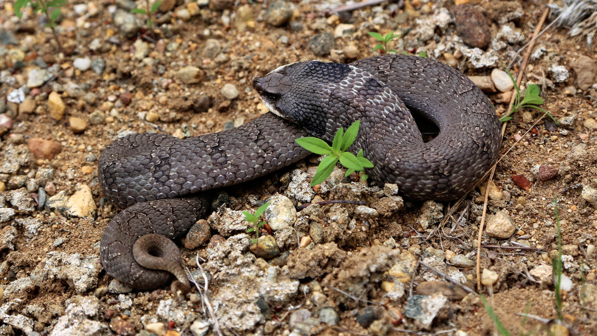 Hognose Snake
