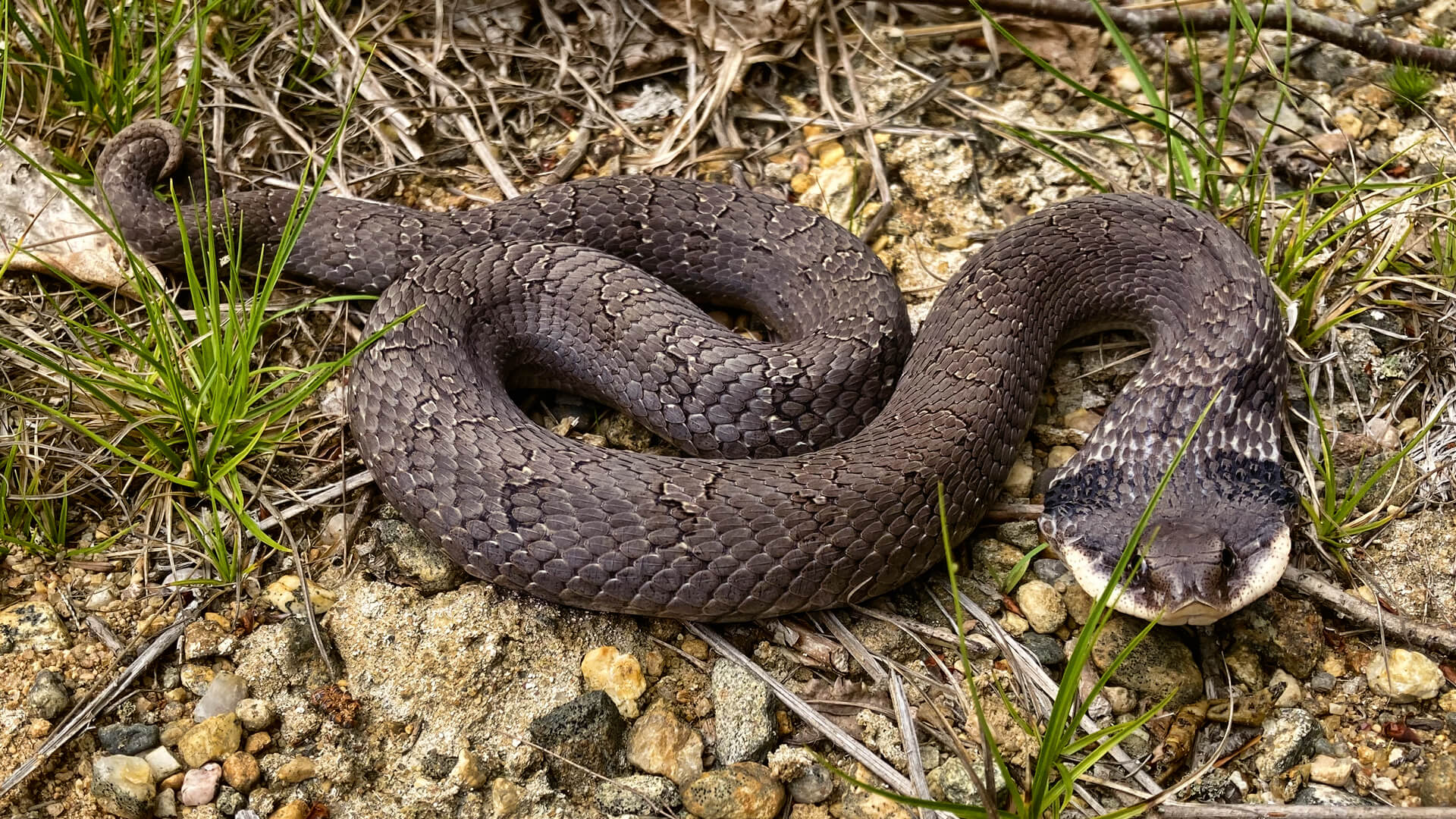 Hognose Snake