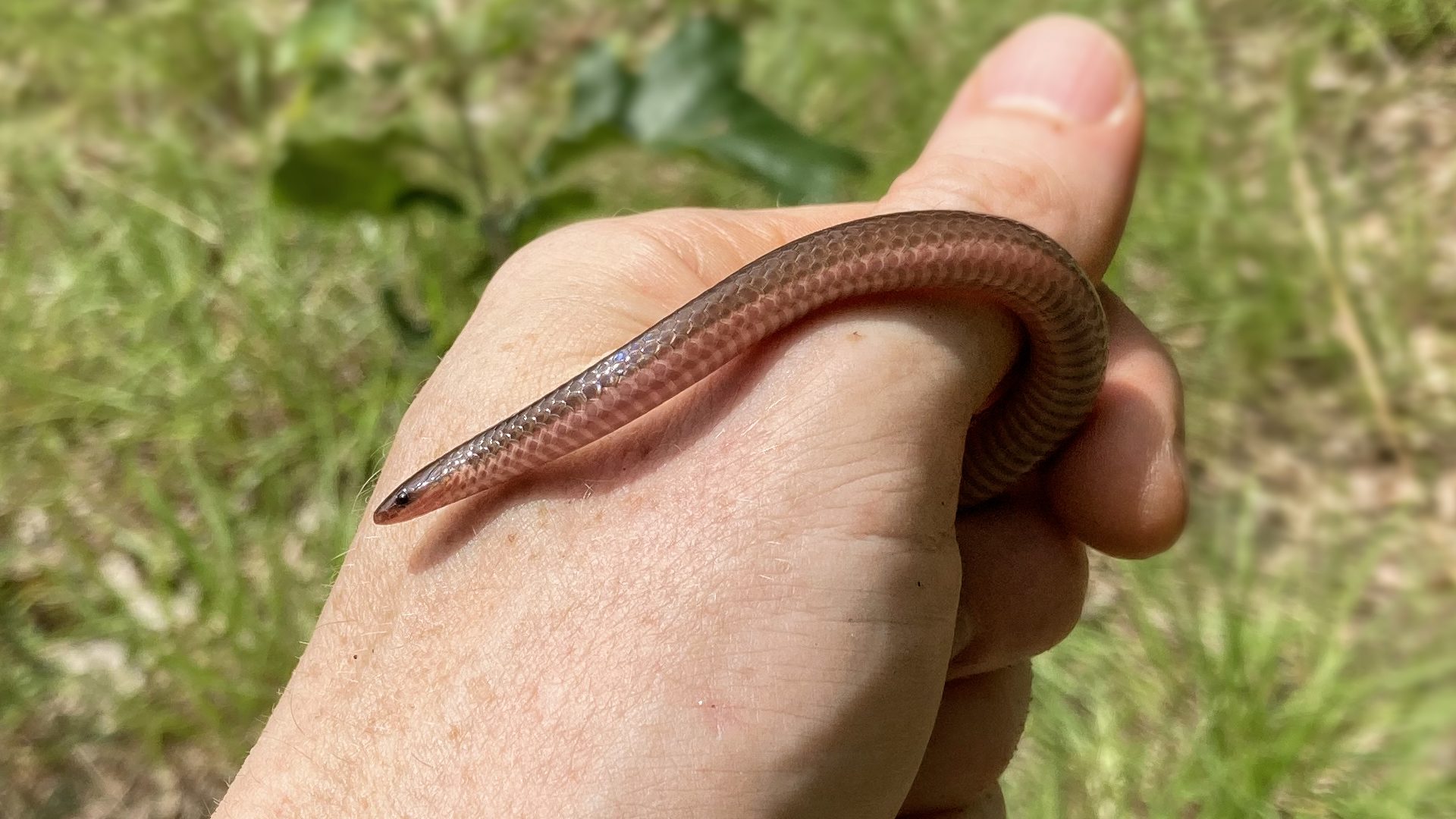 Worm Snake
