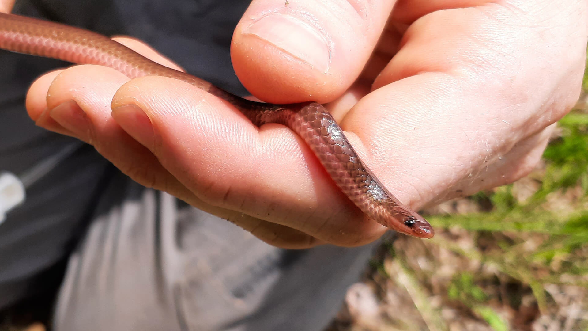 Worm Snake