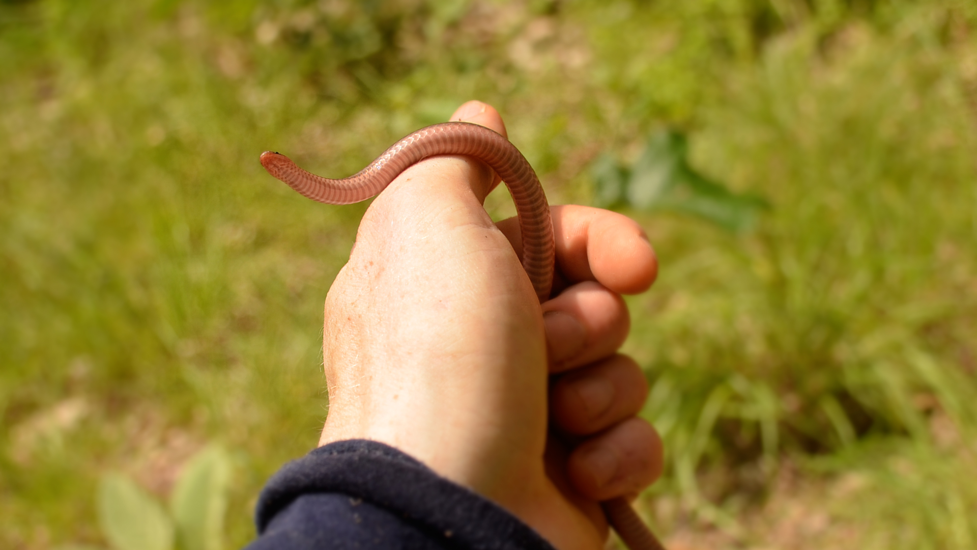 Worm Snake