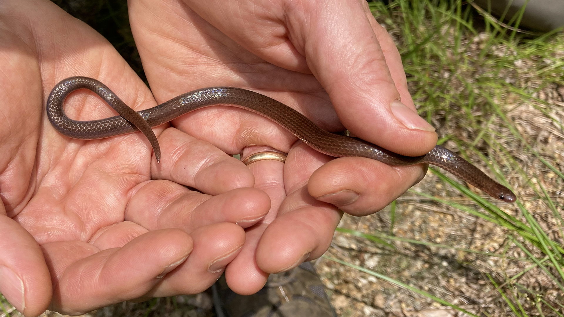 My dad holding the worm snake