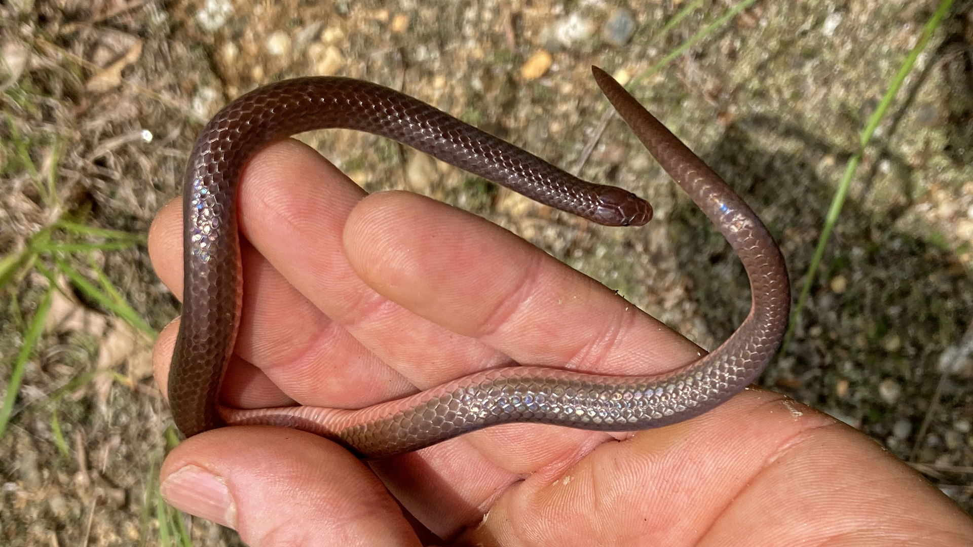 Worm Snake