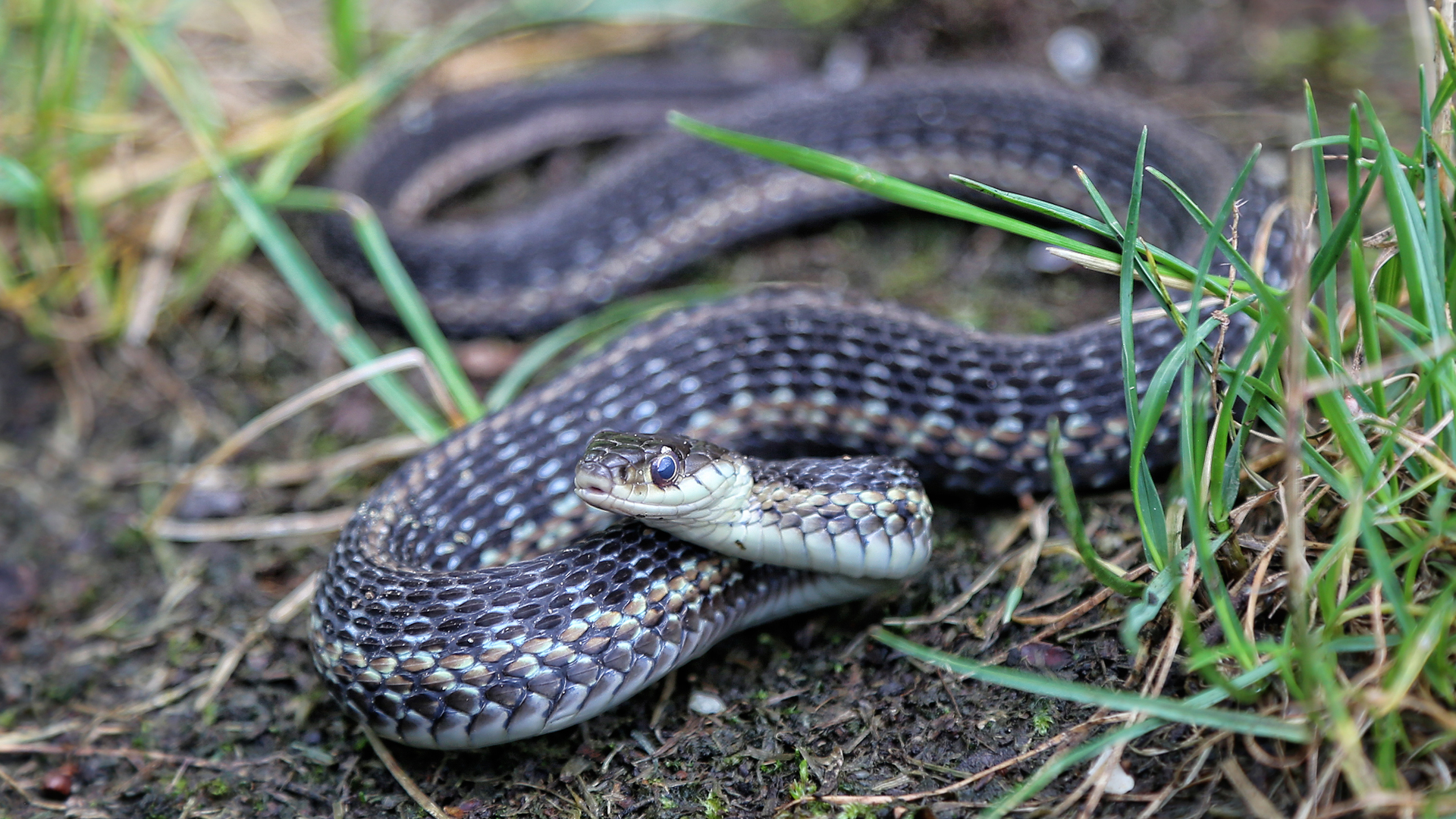 Garter Snake