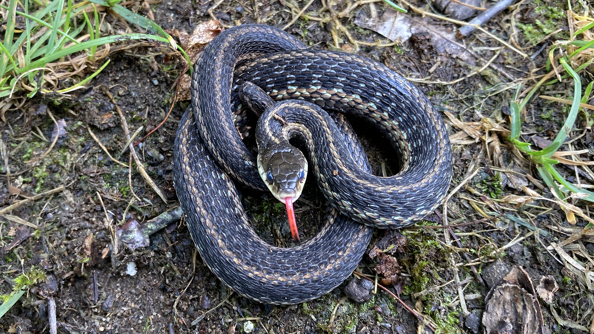 Garter Snake