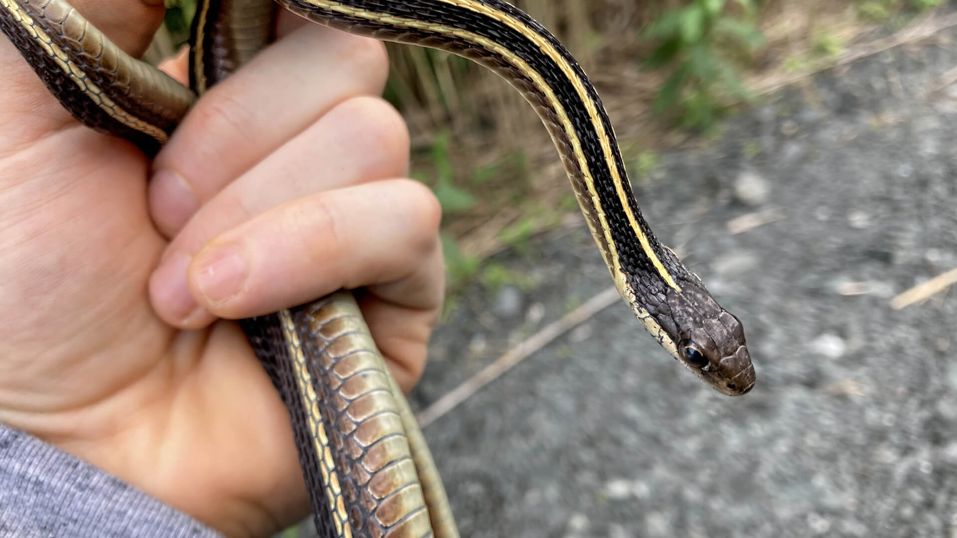 Ribbon Snake