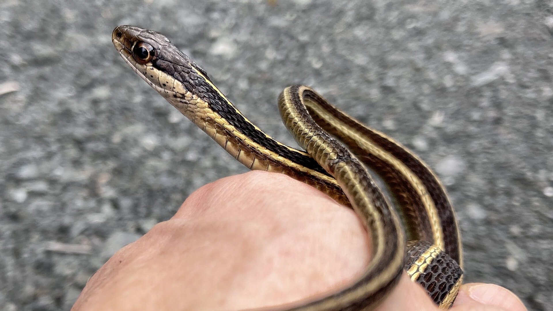 Ribbon Snake
