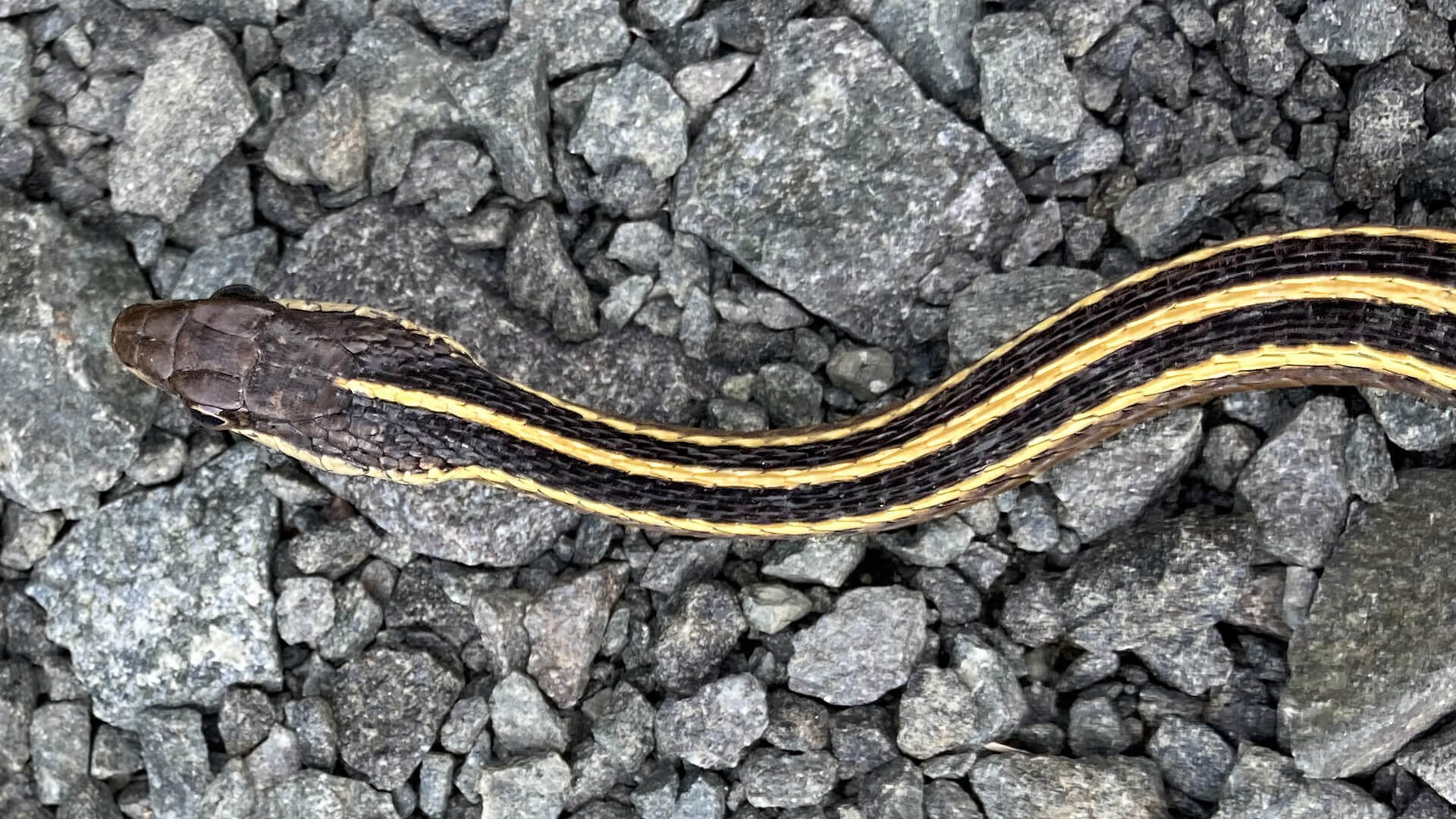 Ribbon Snake
