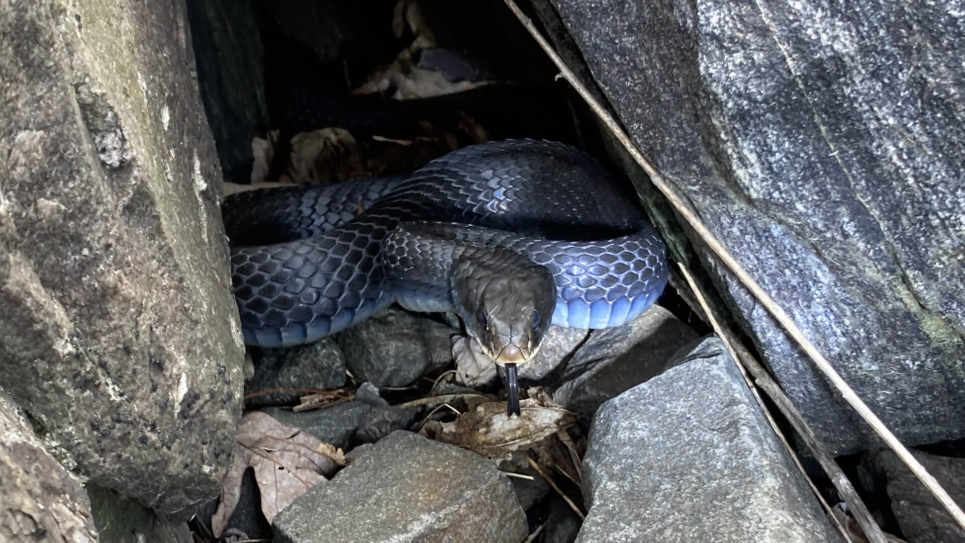 Northern Black Racer