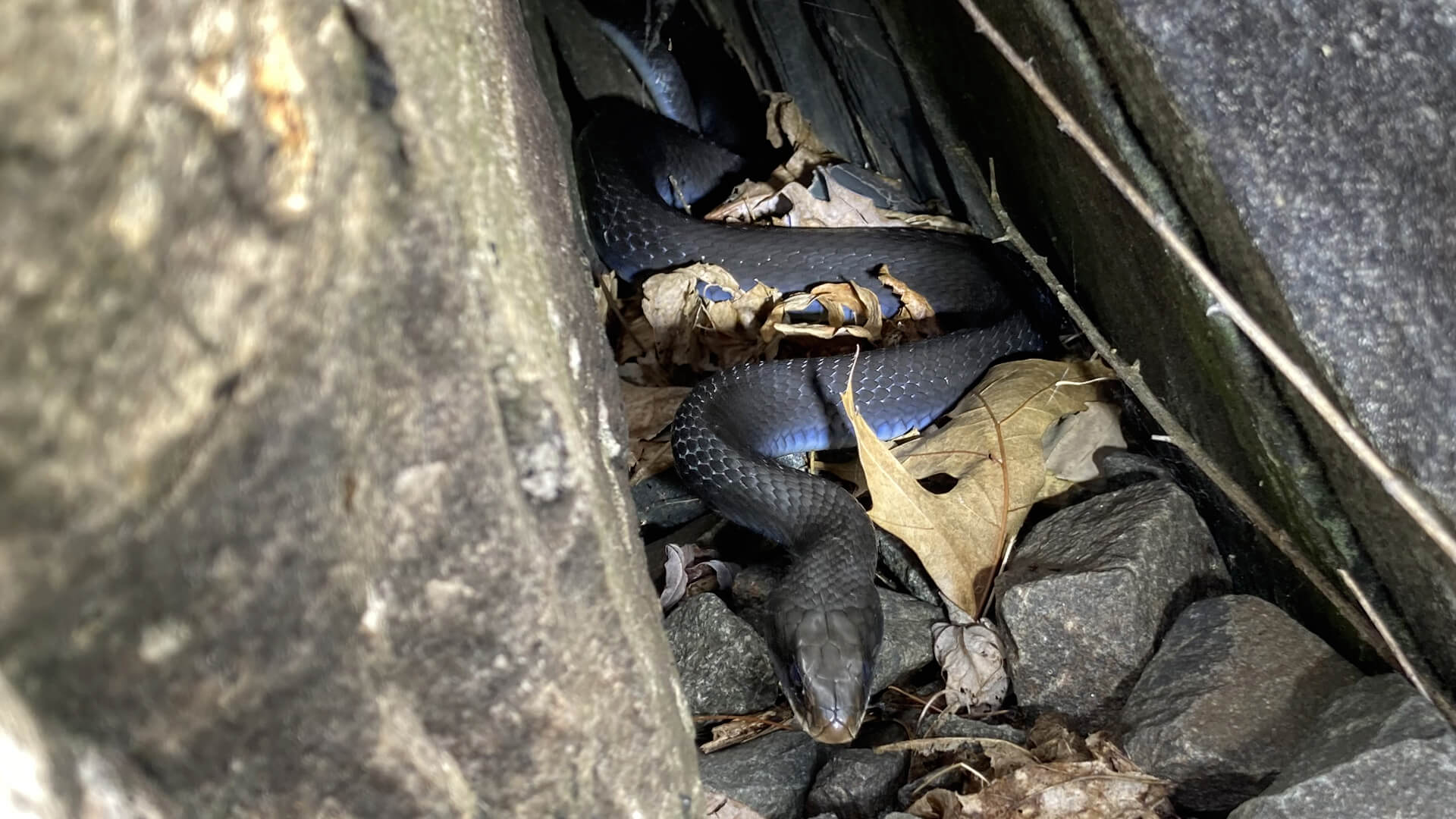 Northern Black Racer
