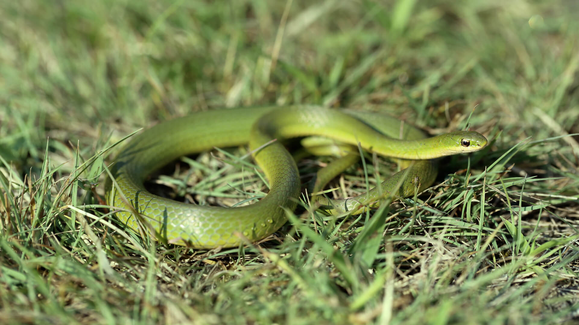 Smooth Green Snake