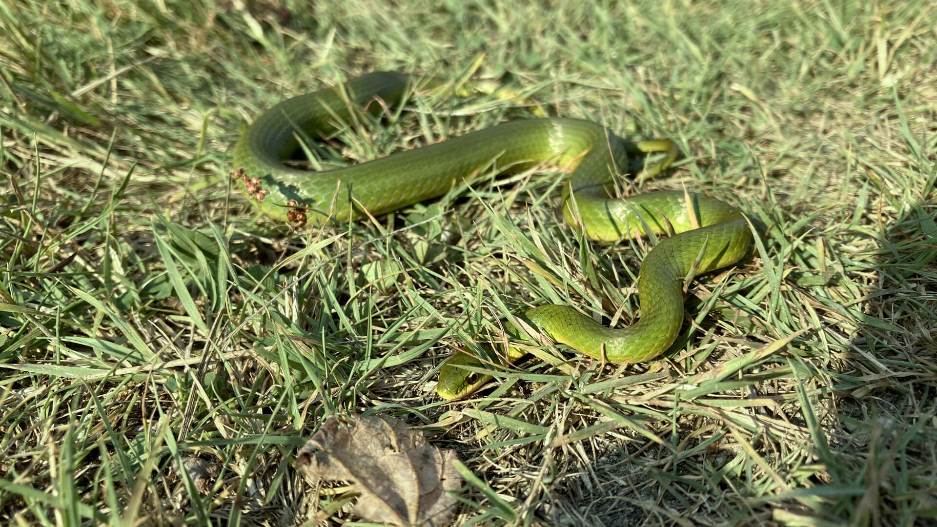 Smooth Green Snake