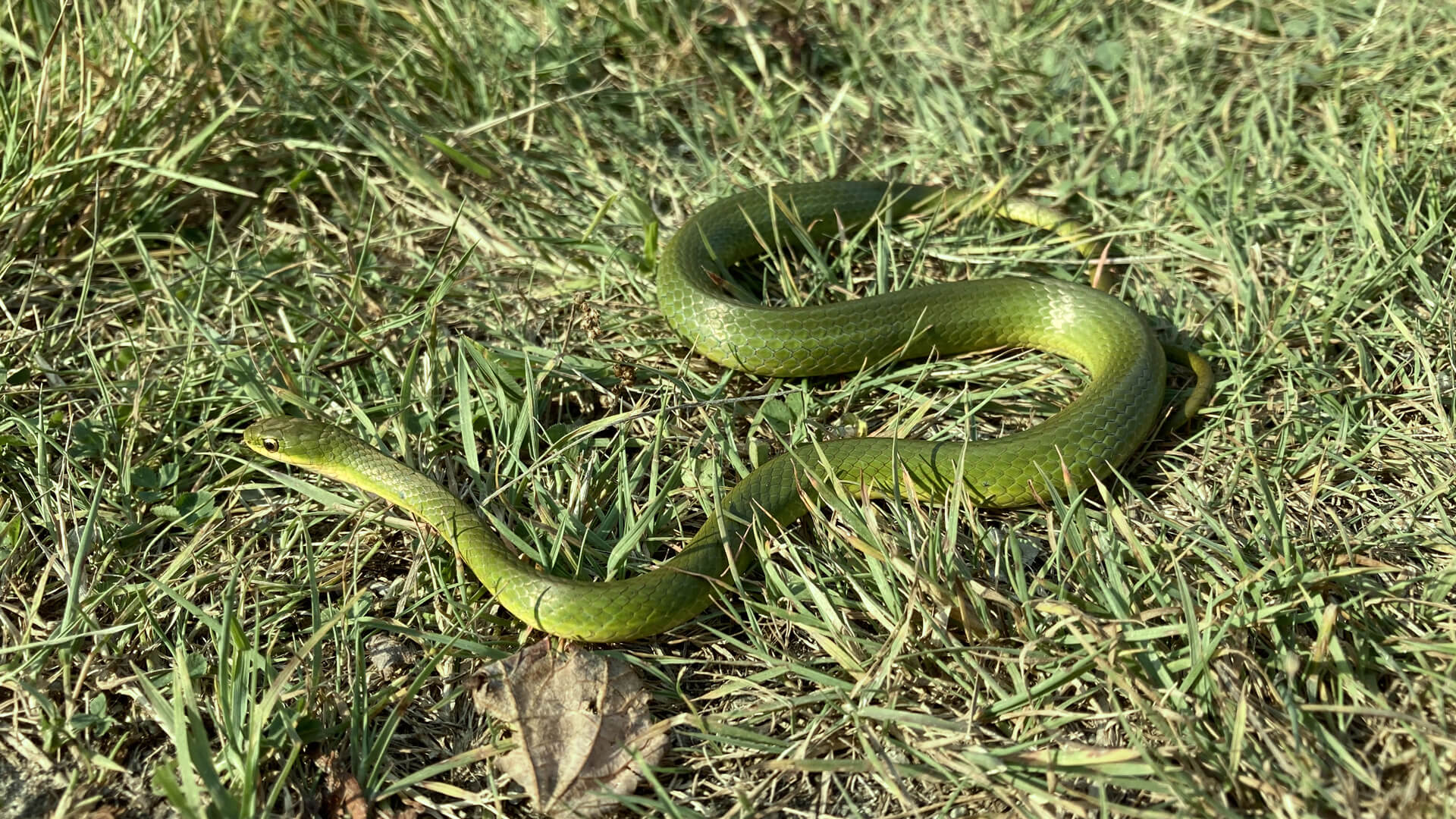 Smooth Green Snake