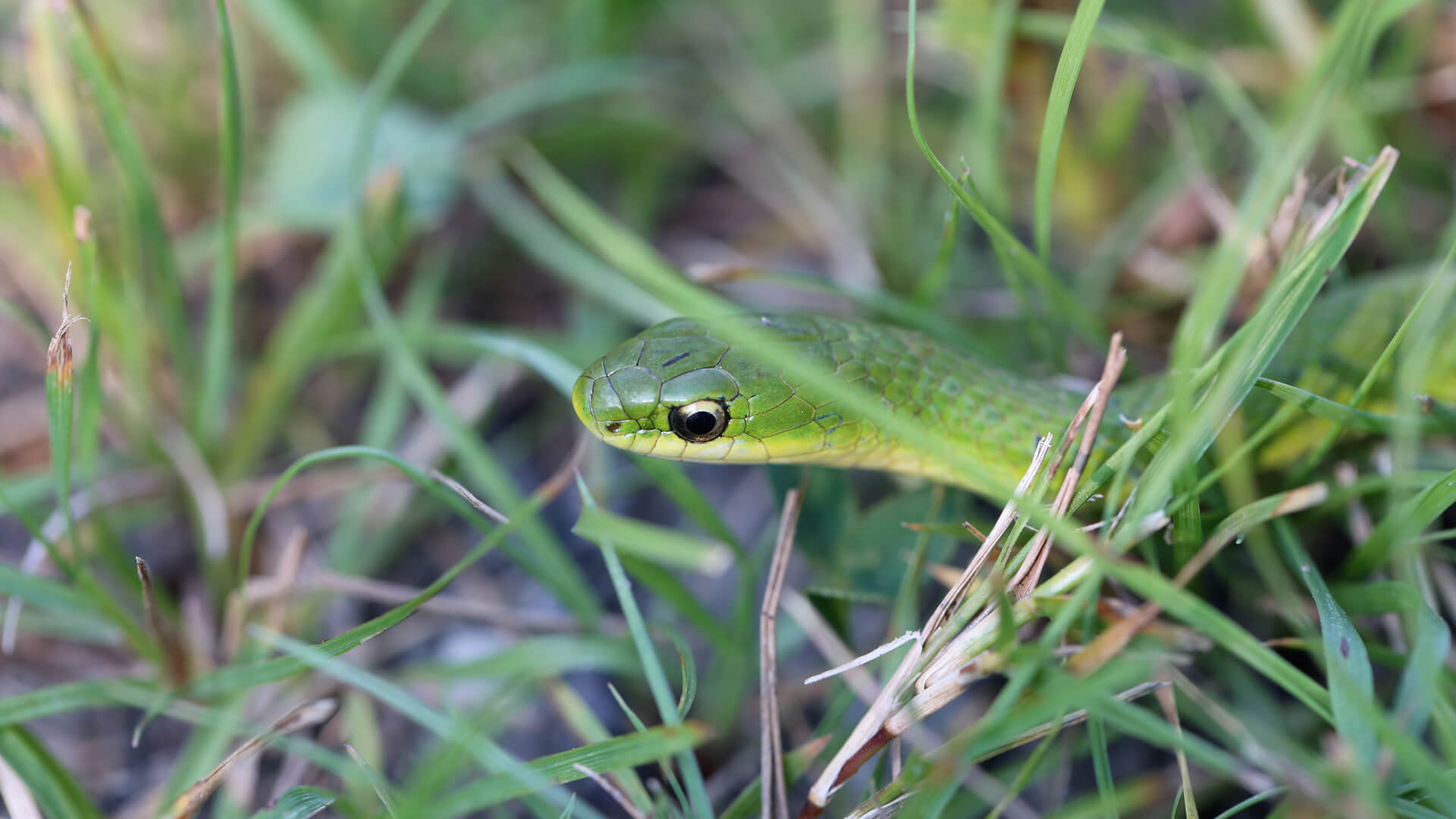 Smooth Green Snake