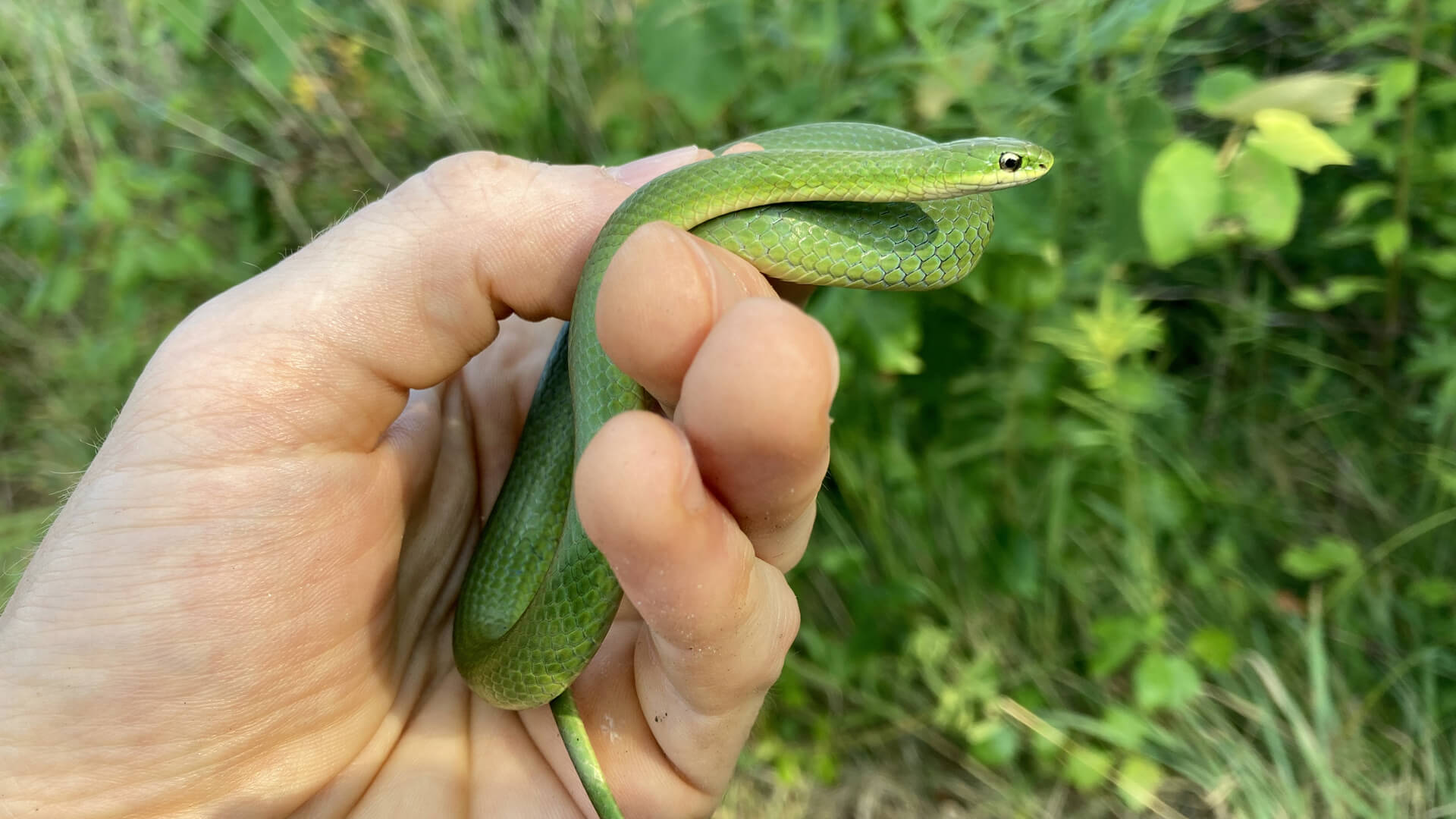 Smooth Green Snake