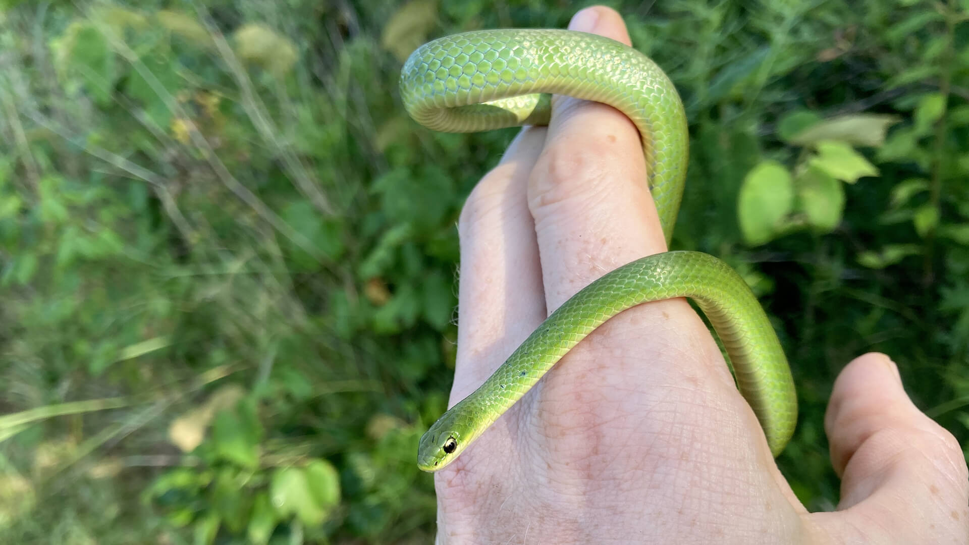 Smooth Green Snake