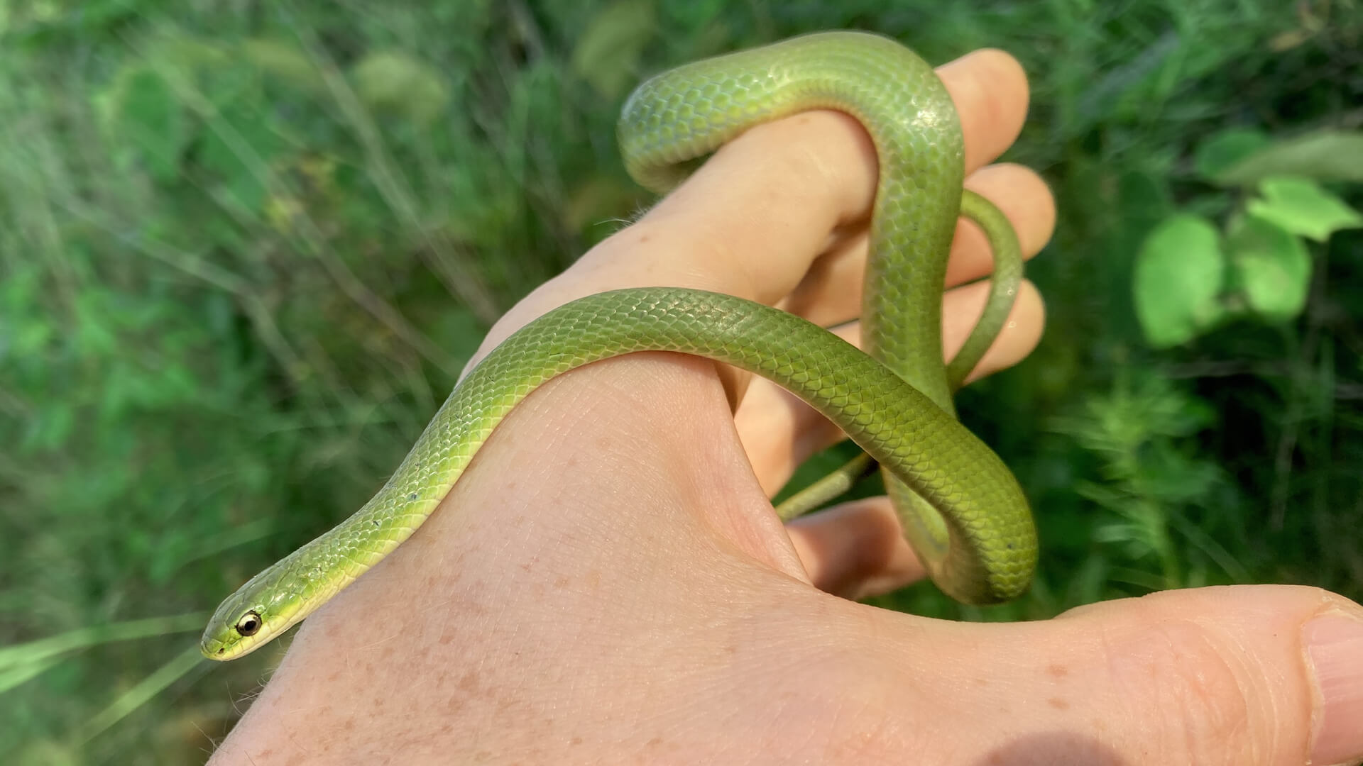 Smooth Green Snake