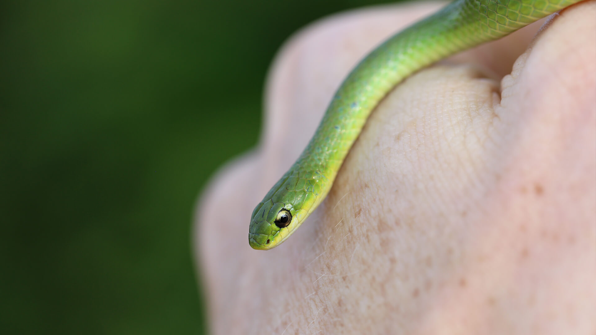 Smooth Green Snake