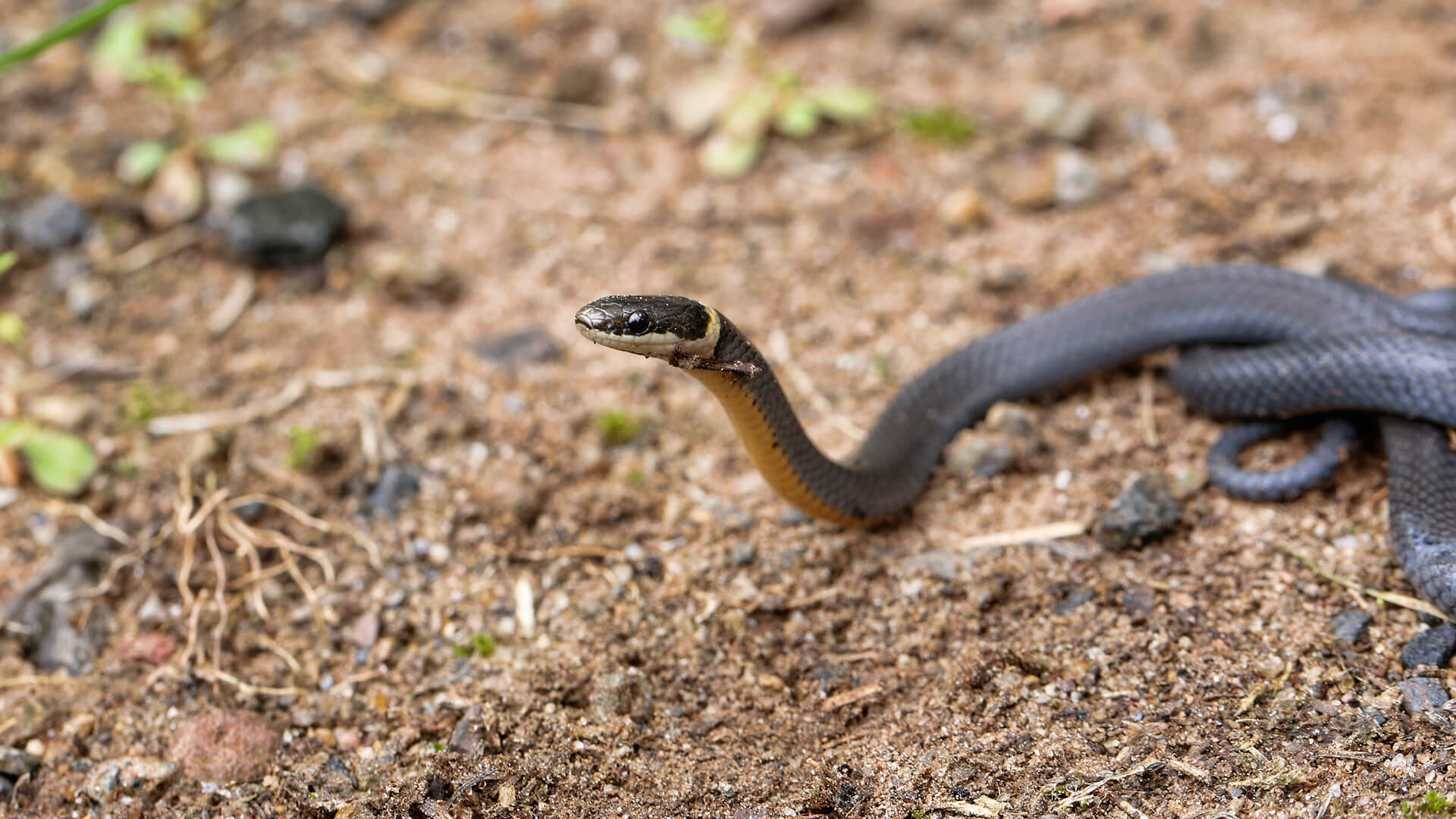 Ringneck Snake