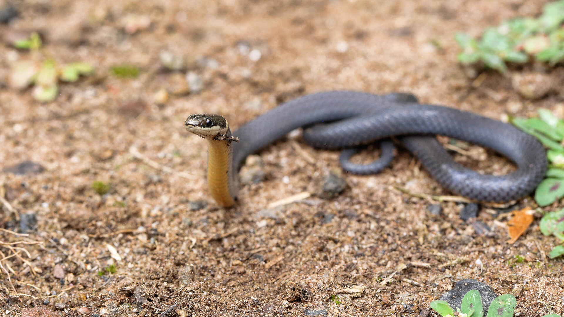 Ringneck Snake