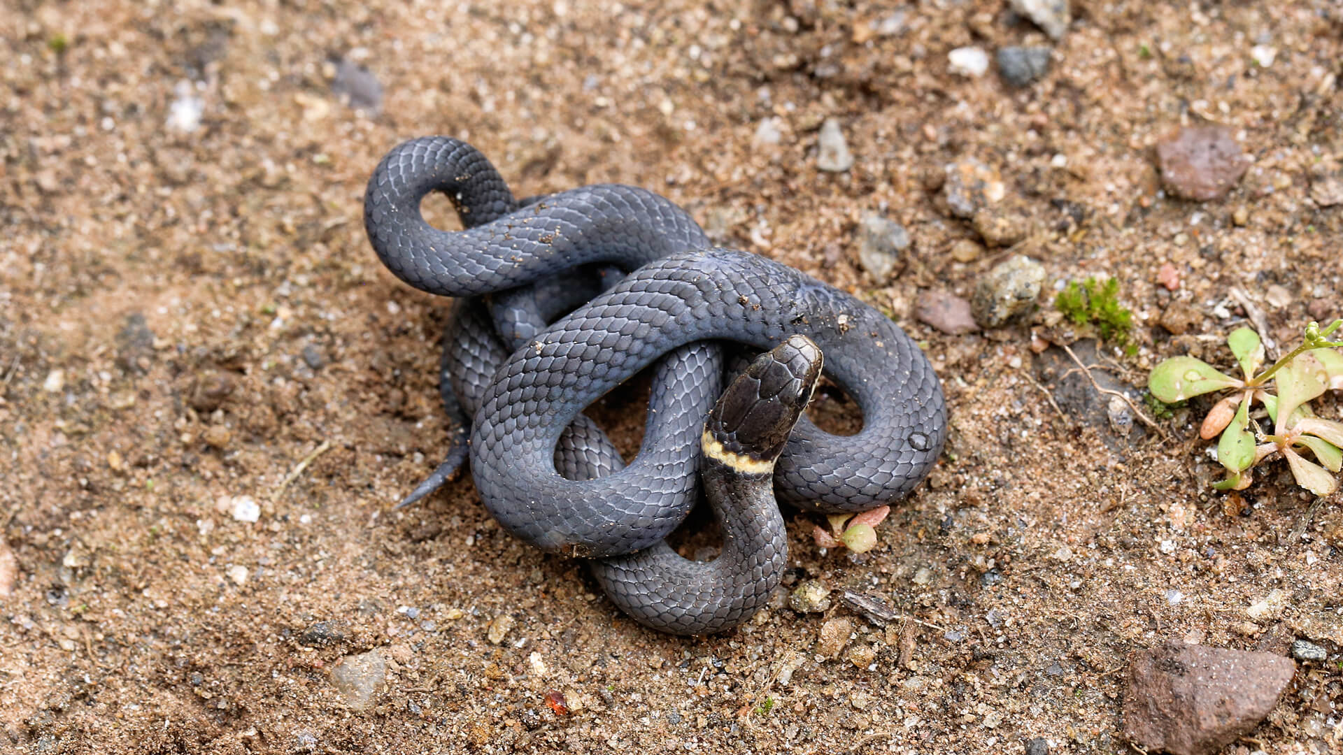 Ringneck Snake