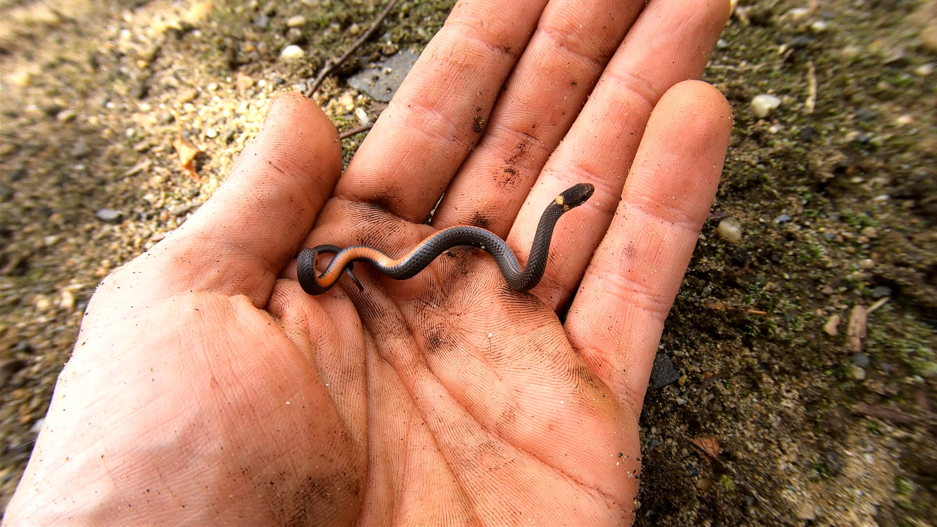 Redbelly Snake