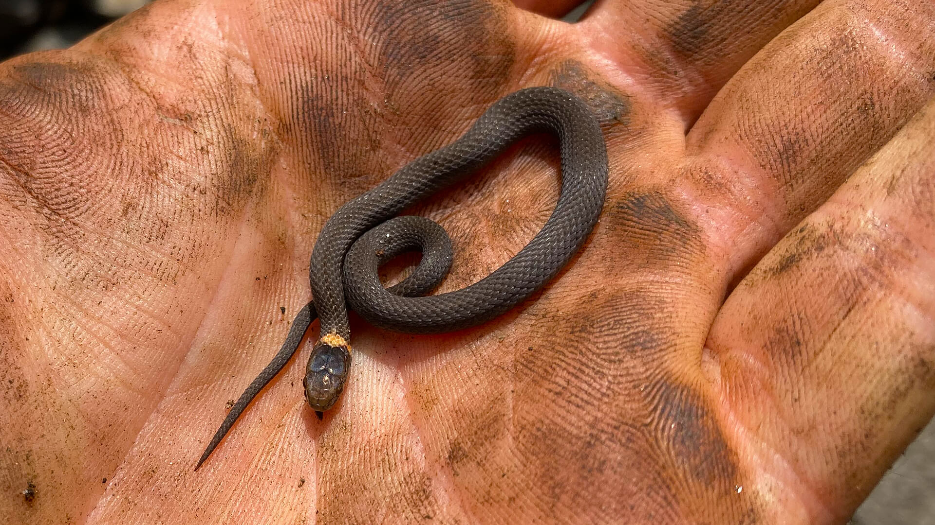 Redbelly Snake