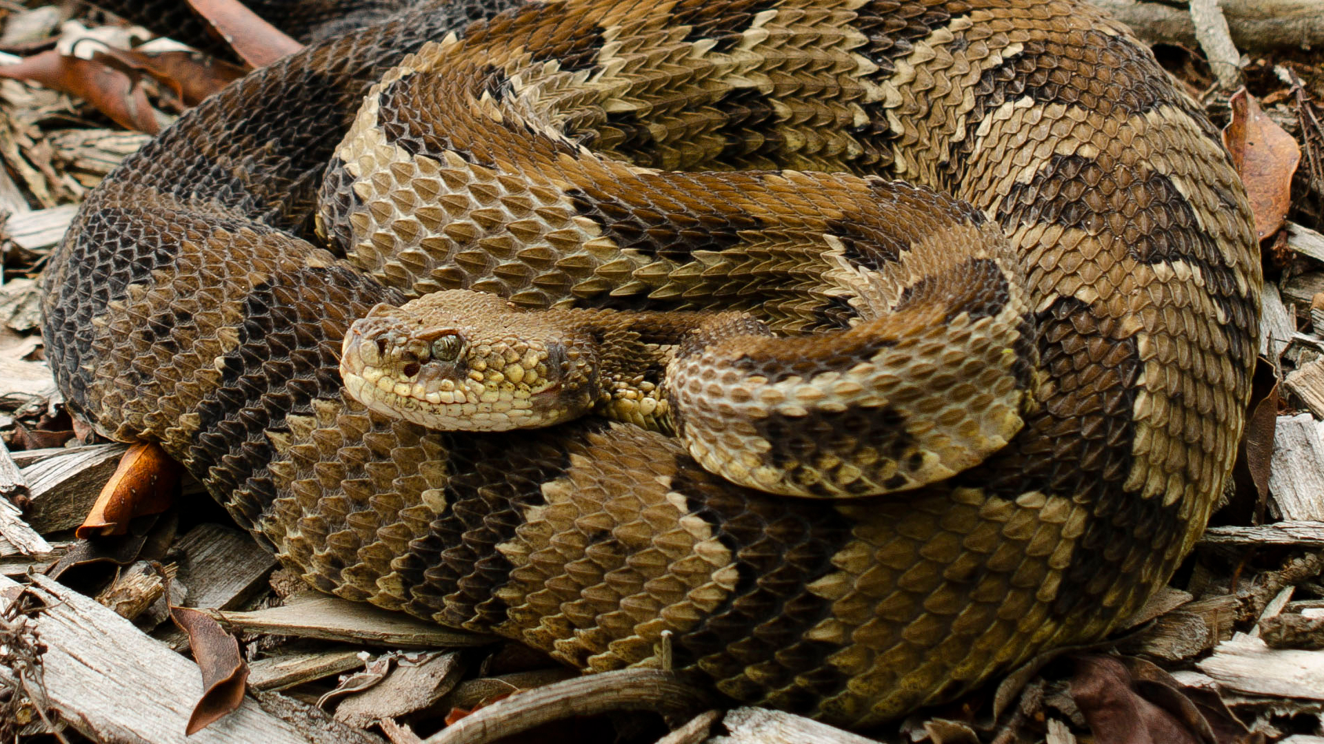 Timber Rattlesnake