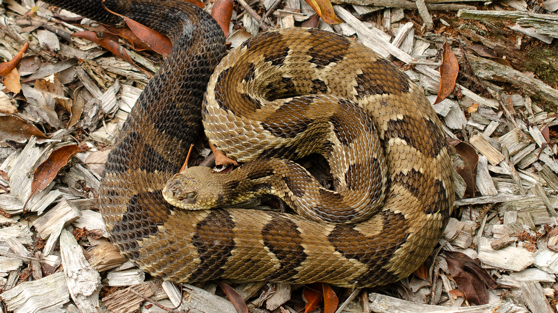 Timber Rattlesnake
