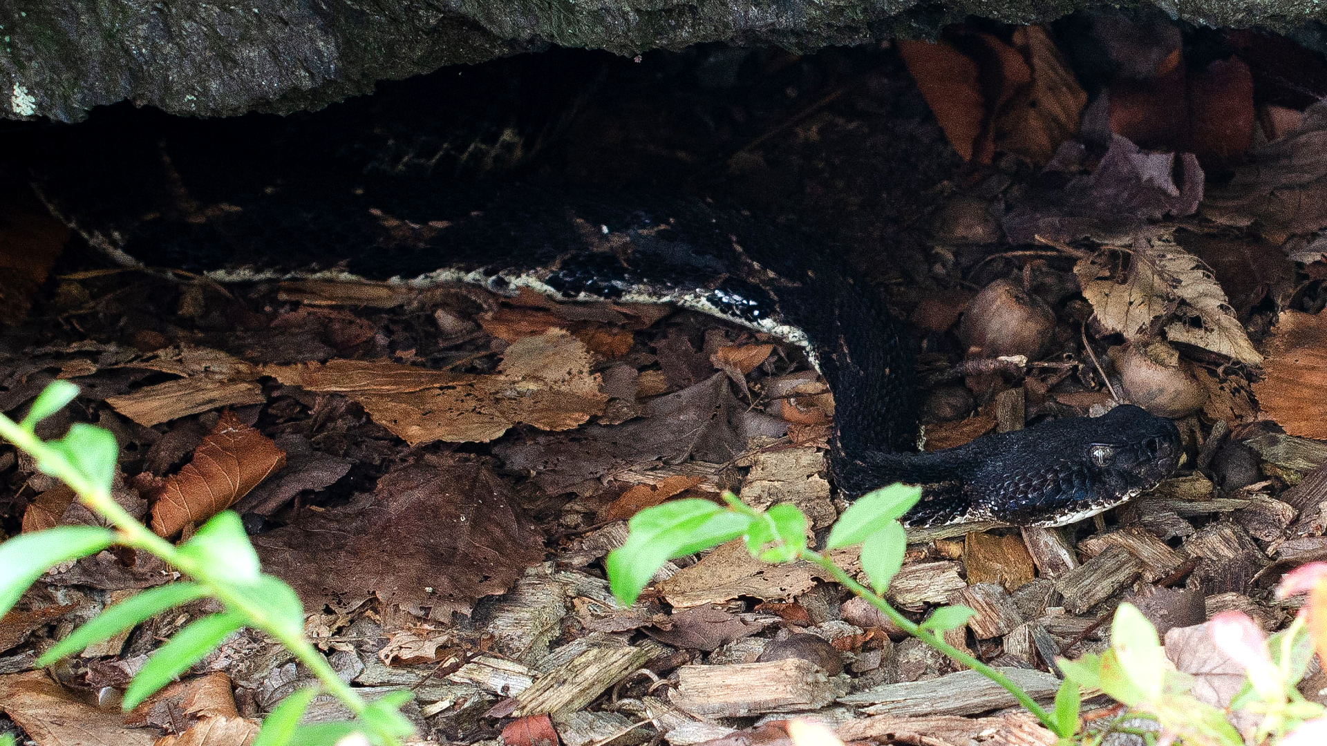 Timber Rattlesnake