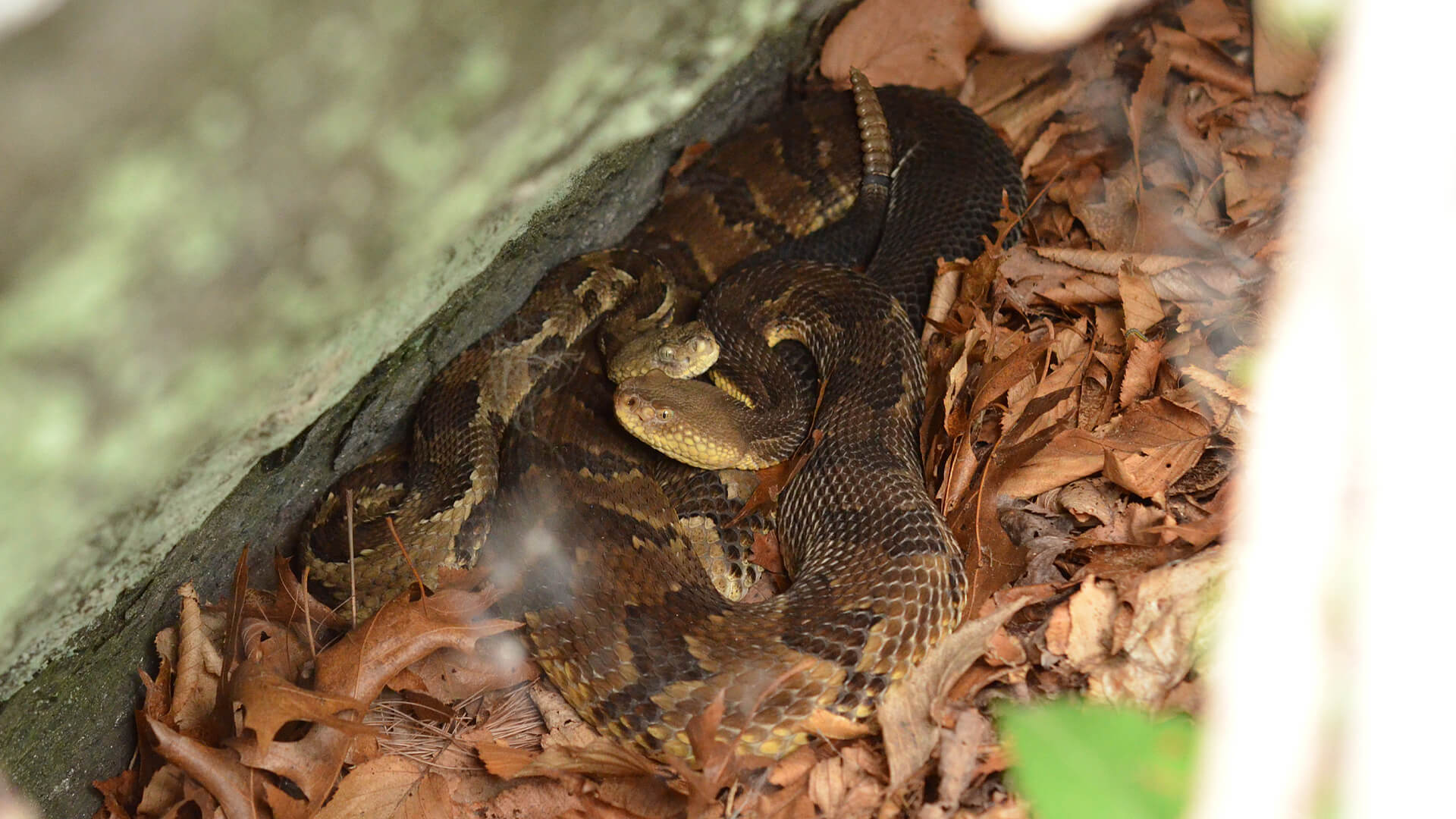 Timber Rattlensnakes