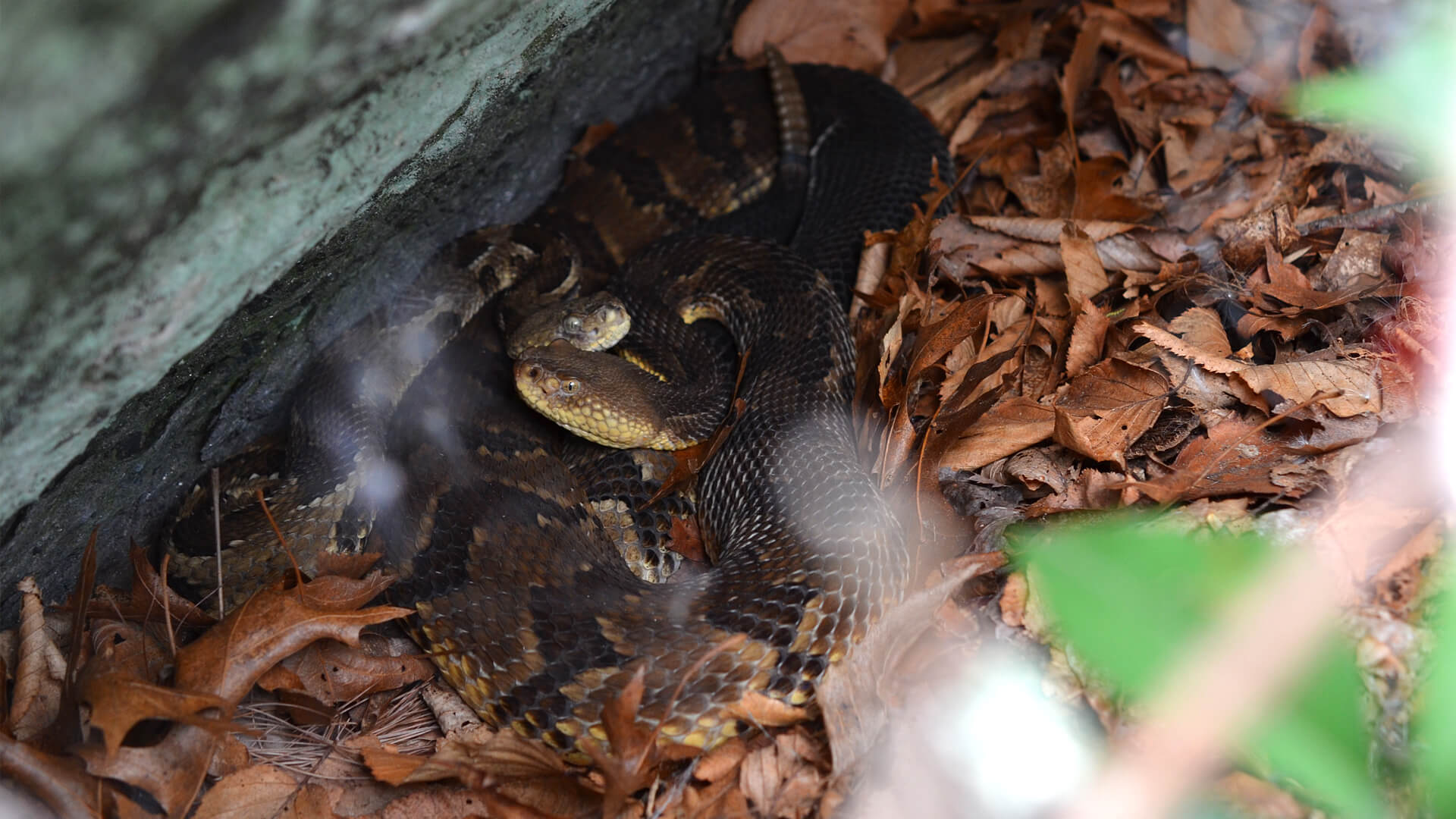 Timber Rattlesnakes