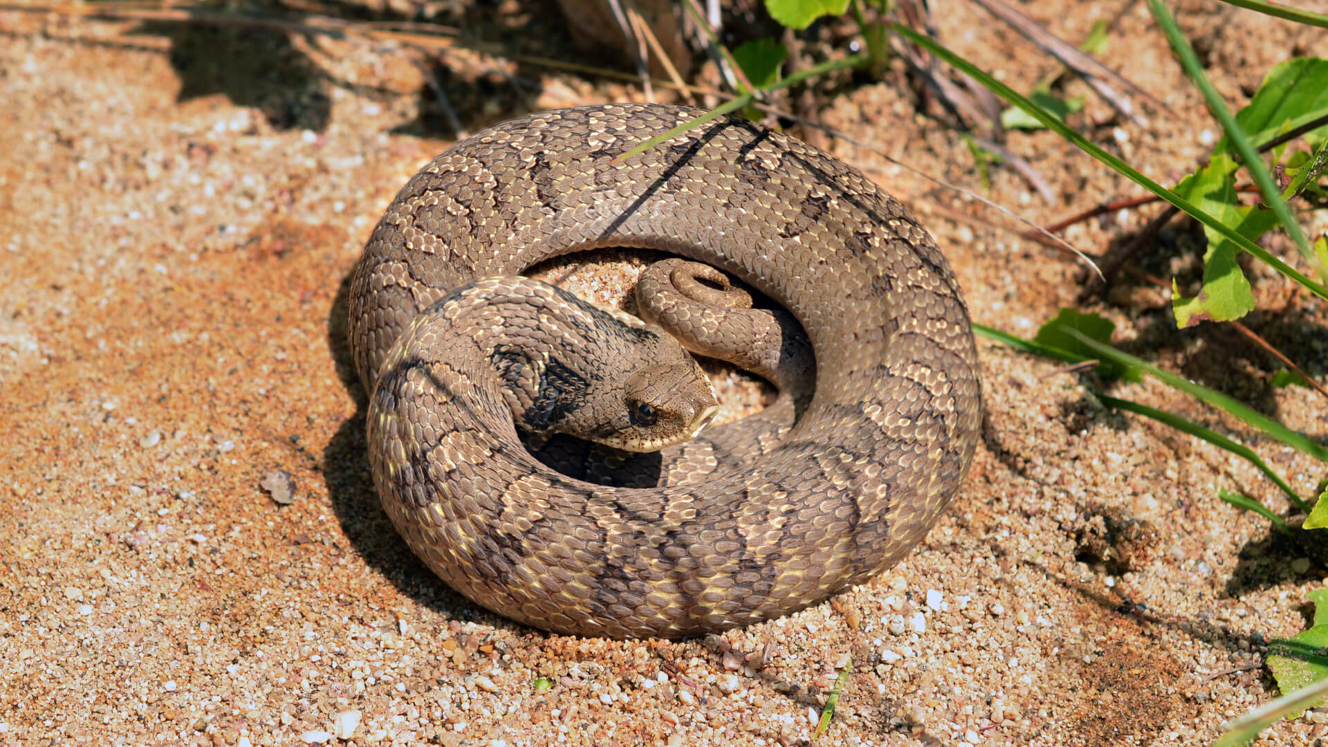 Hognose Snake