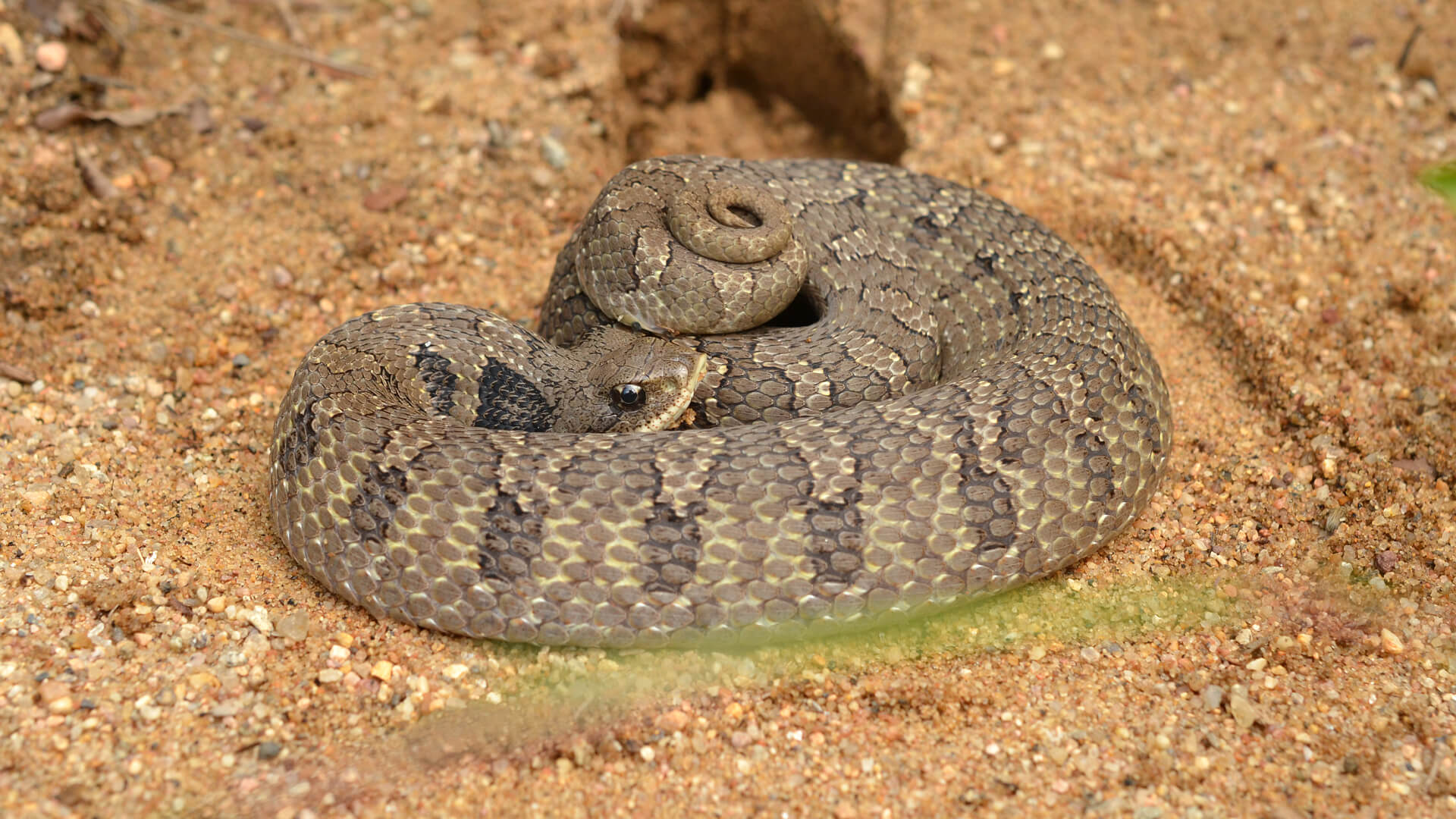 Hognose Snake