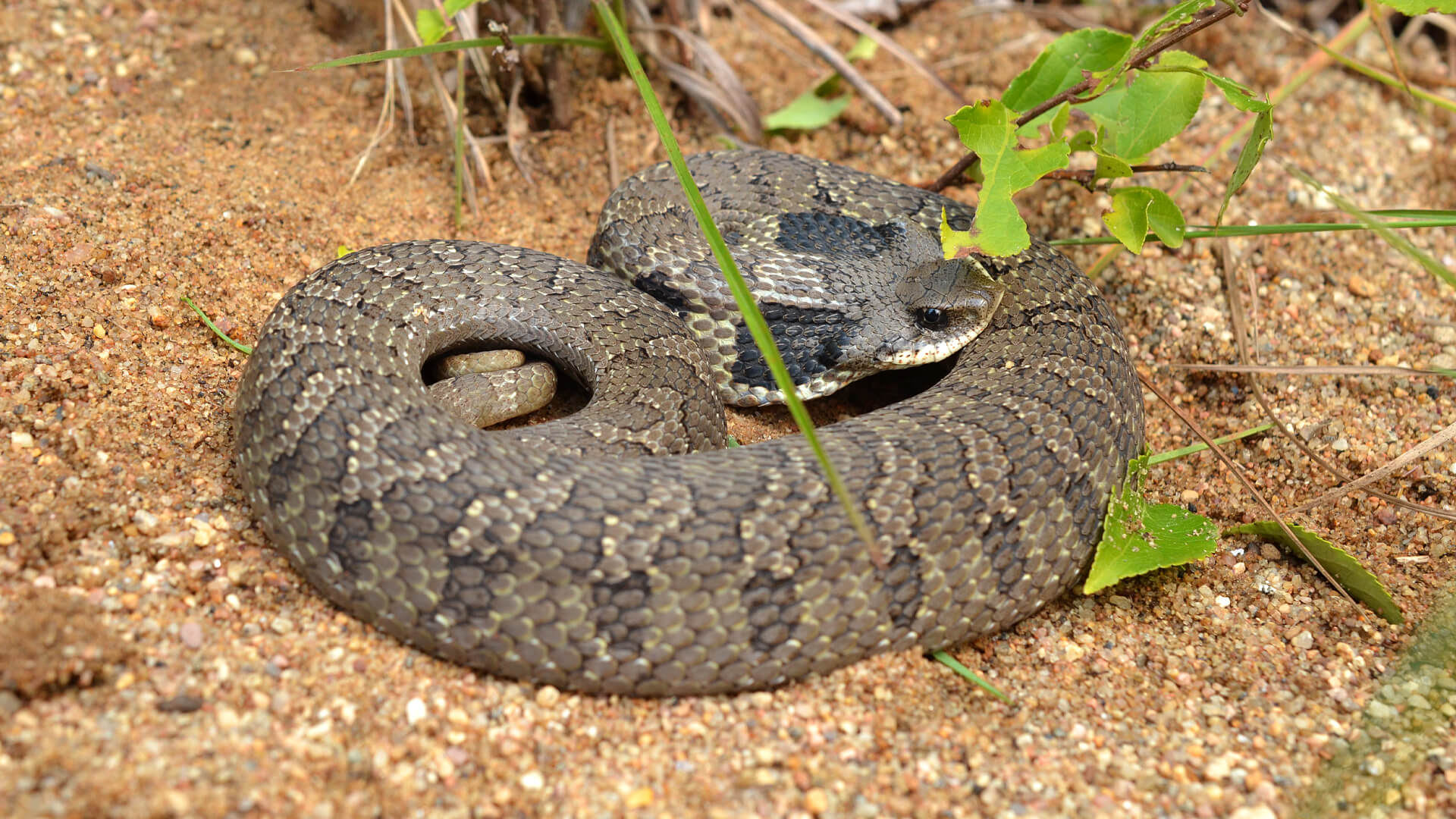 Hognose Snake