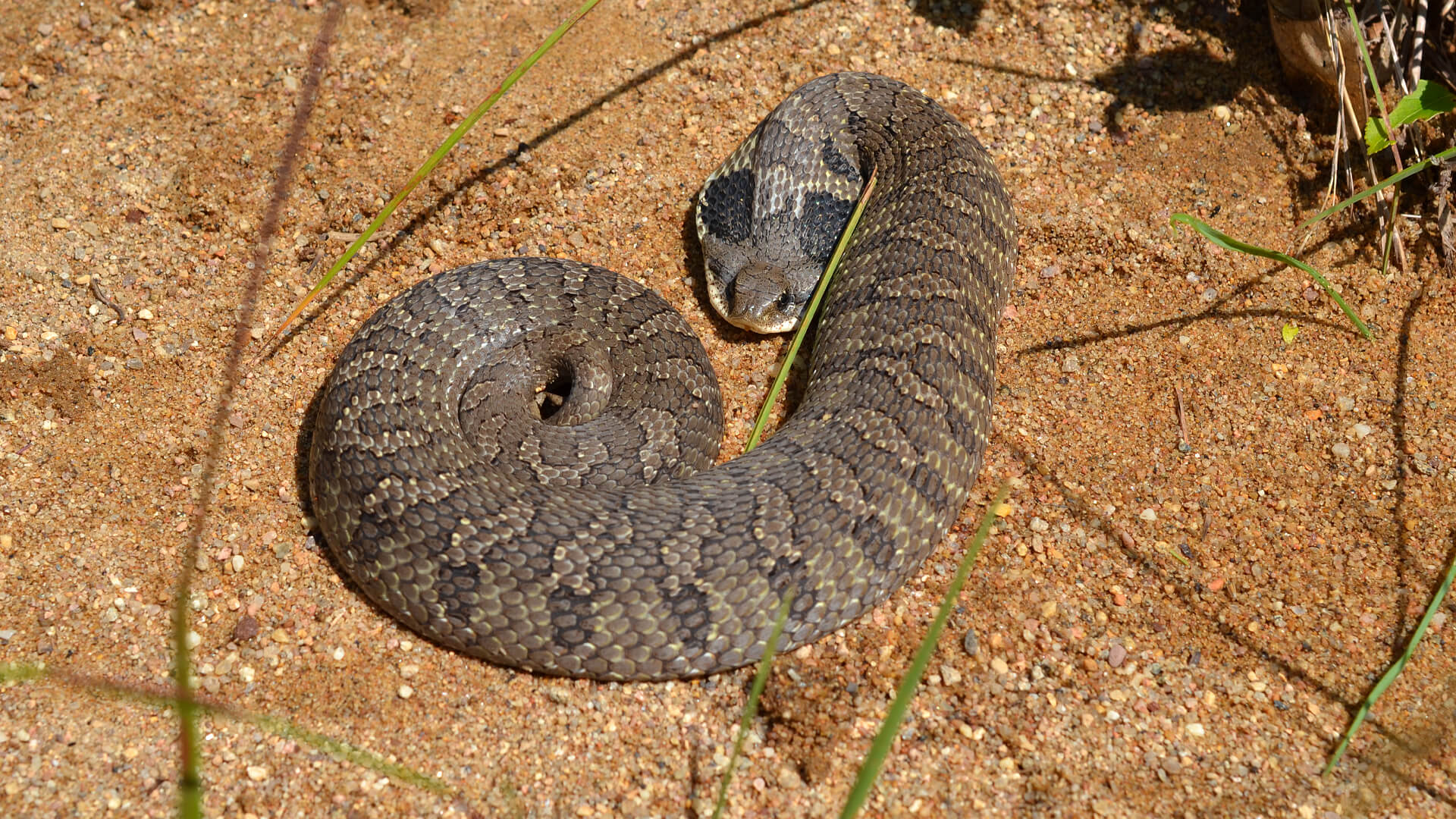 Hognose Snake