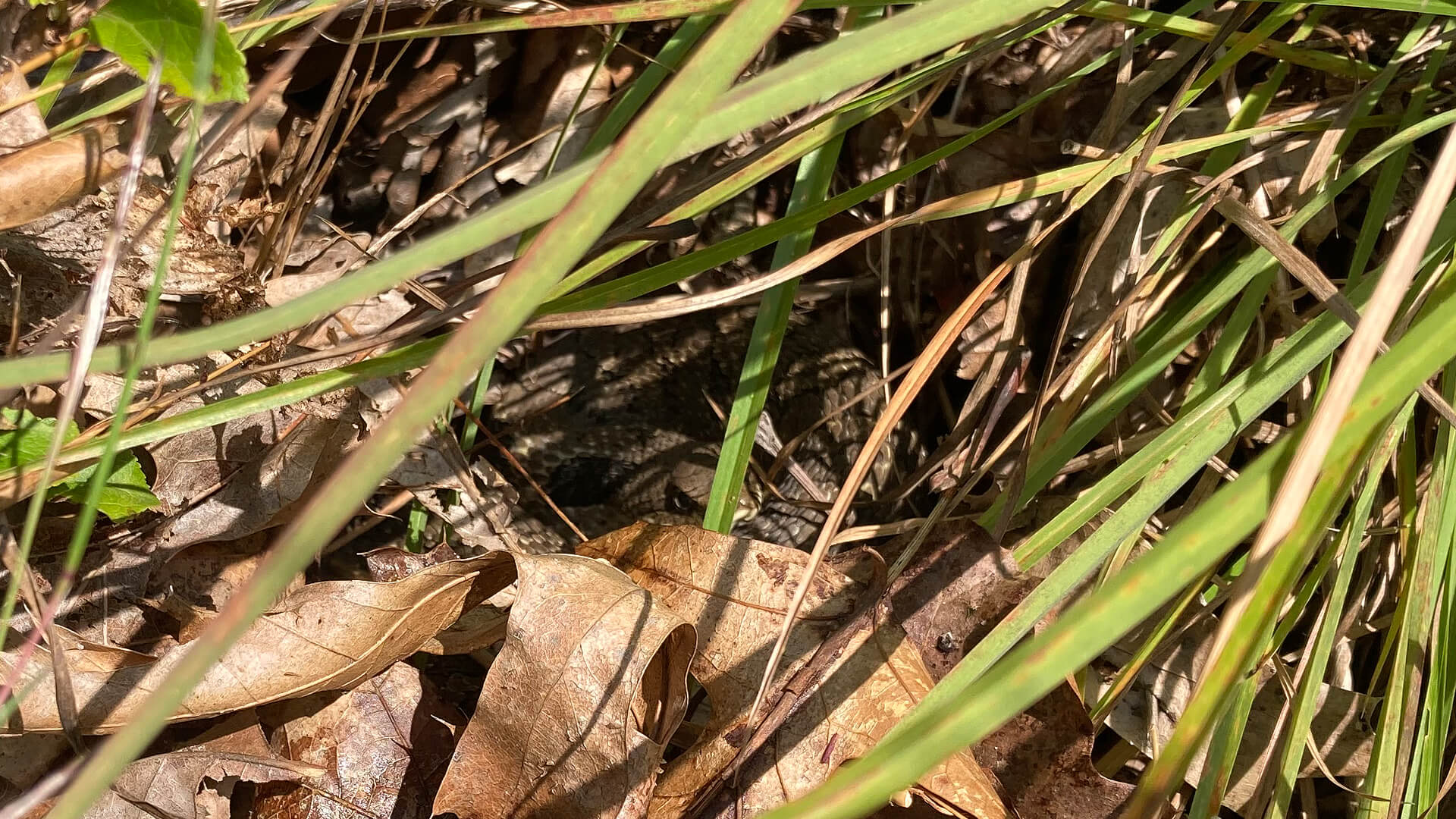 Would you have seen it?