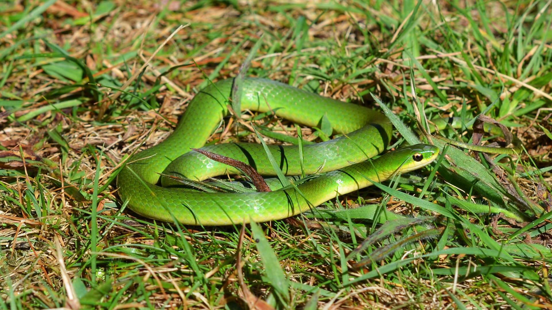 Smooth Green Snake