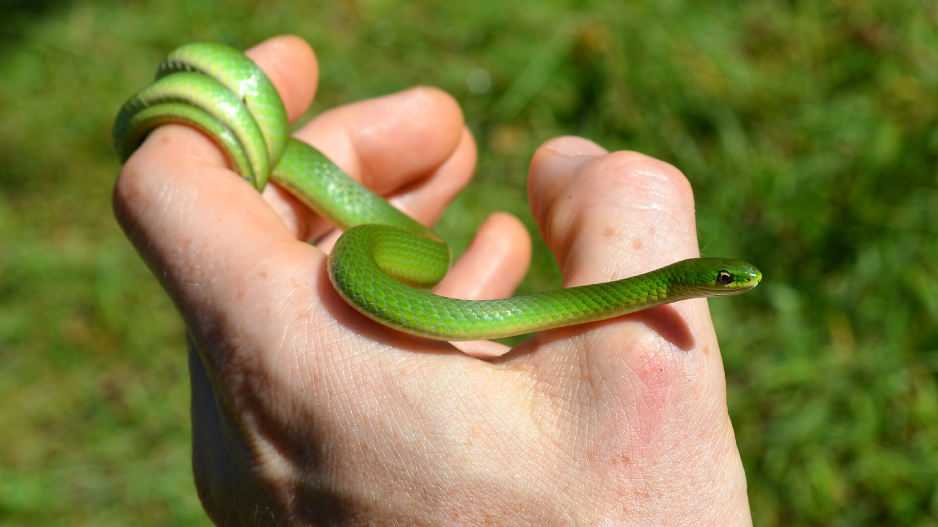 Smooth Green Snake